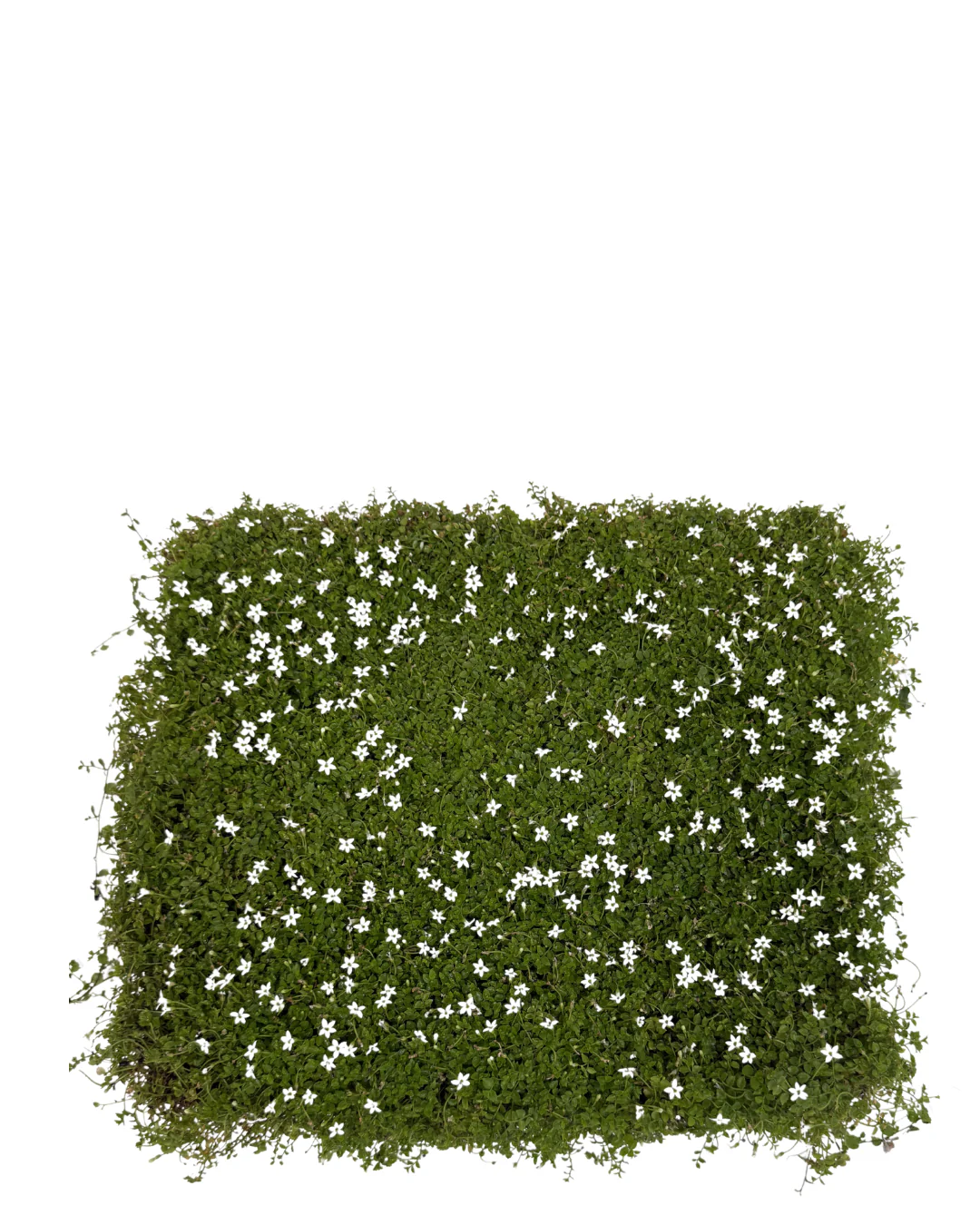 Pratia Tray - Image 2