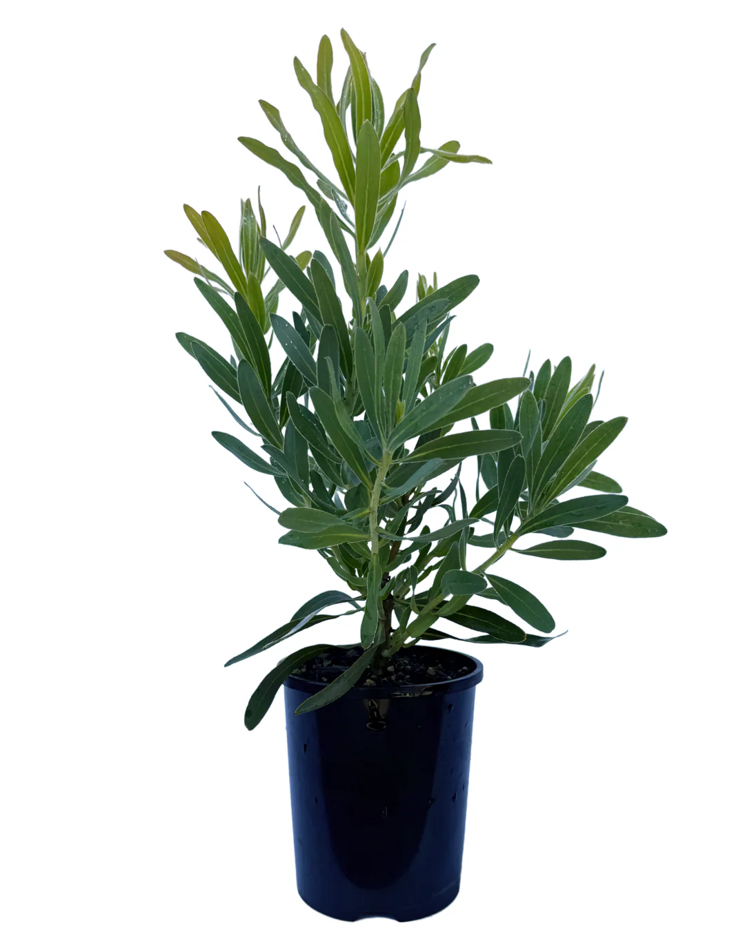 Protea Frosted Fire - Image 2