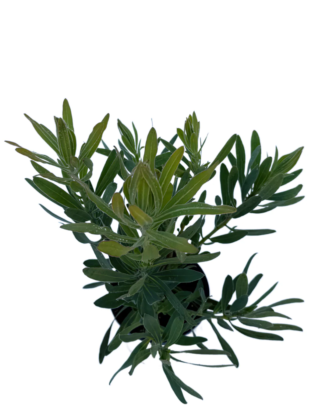 Protea Frosted Fire - Image 3