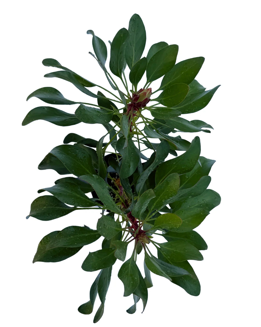 Protea Little Prince - Image 3