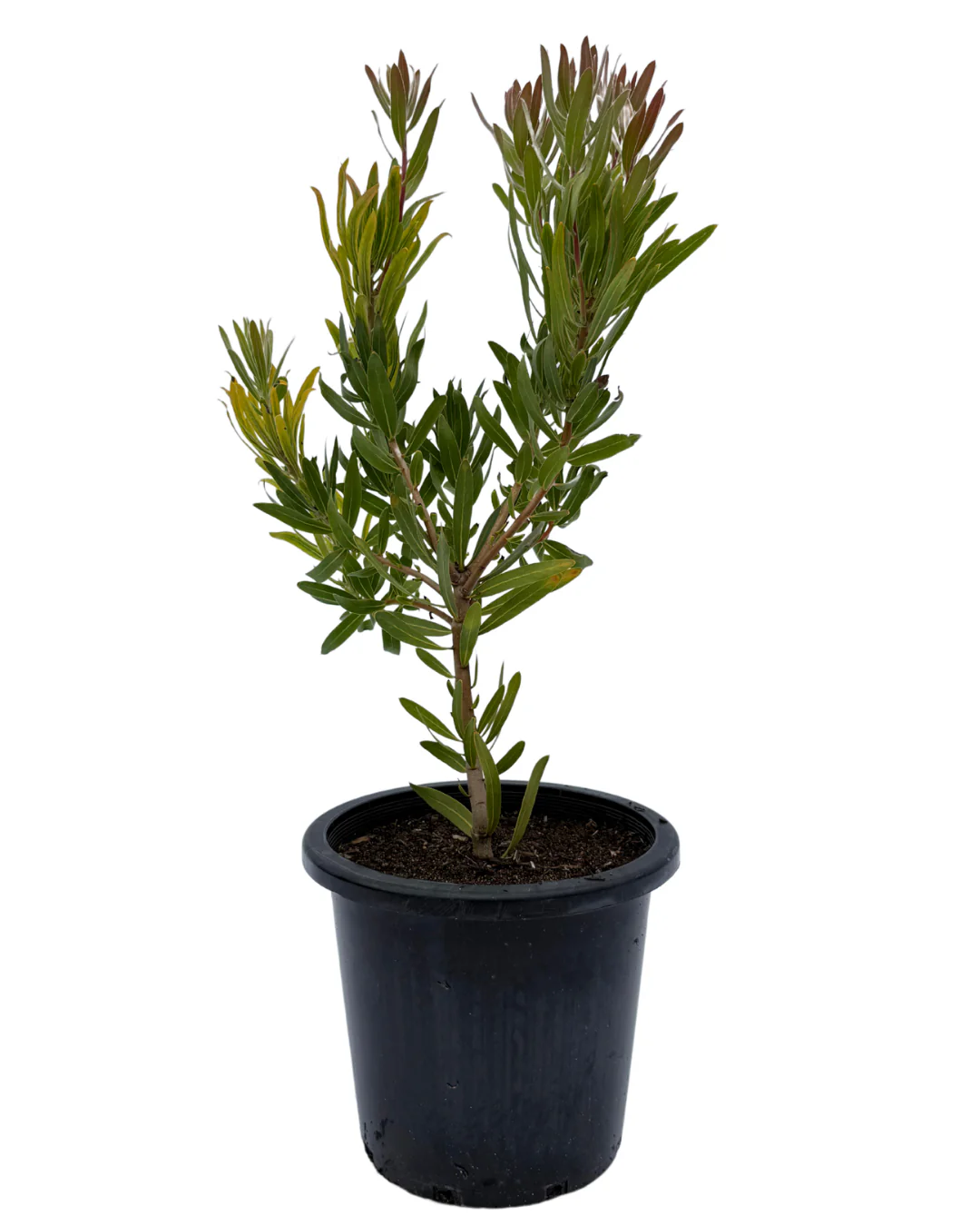 Protea Jade