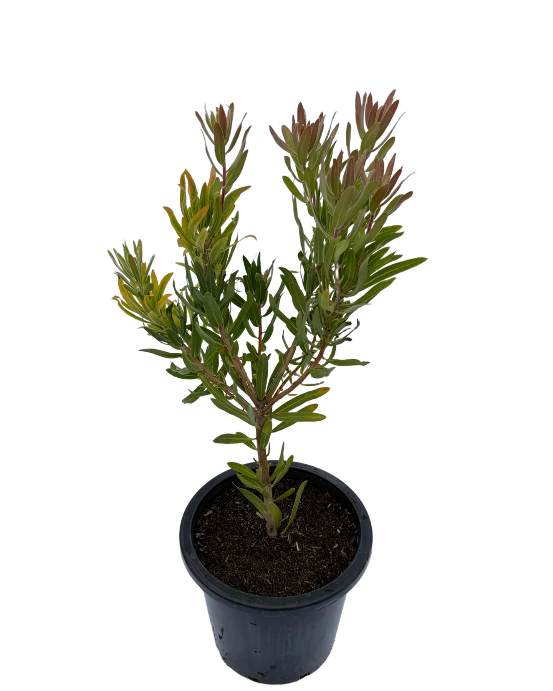 Protea Jade - Image 2