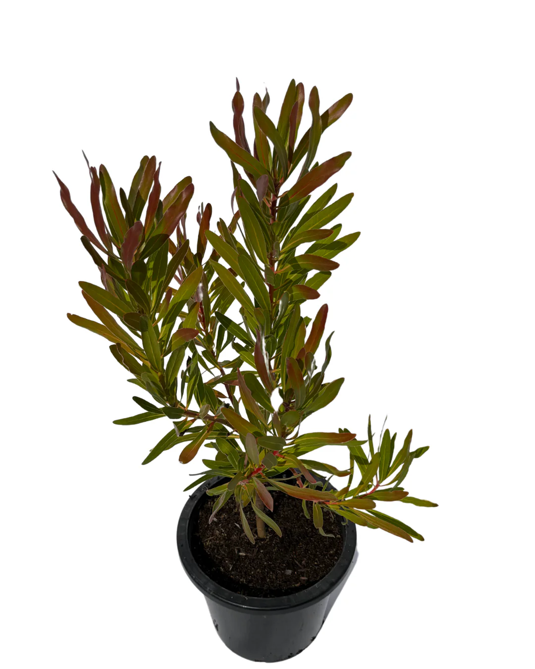 Protea Pink Ice - Image 2