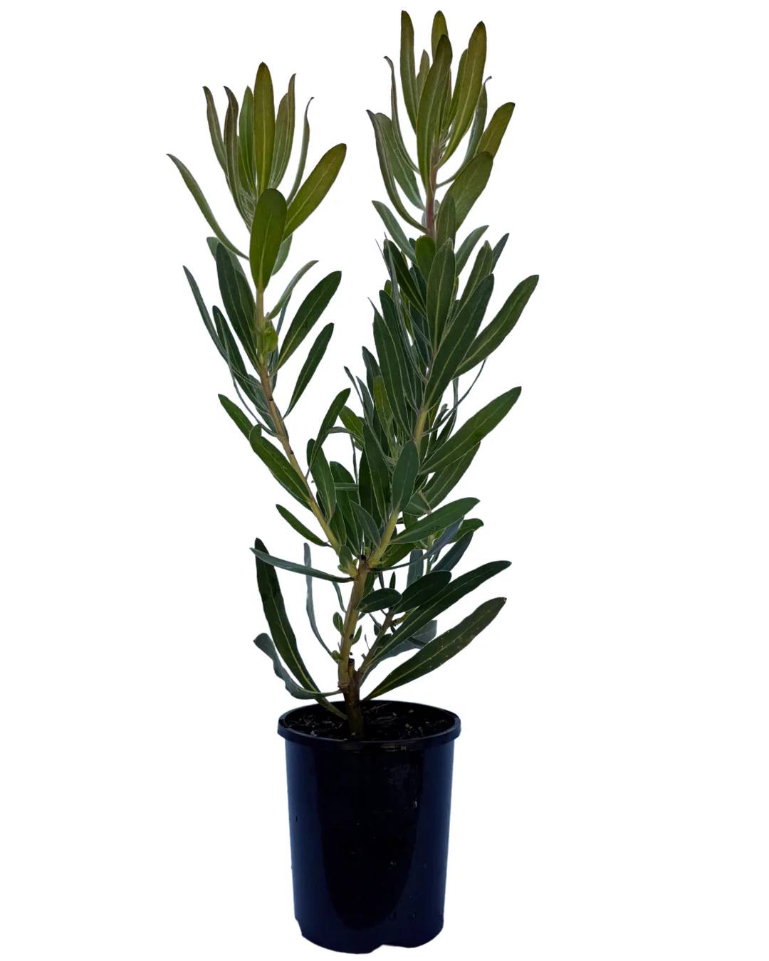 Protea Red Ice - Image 2