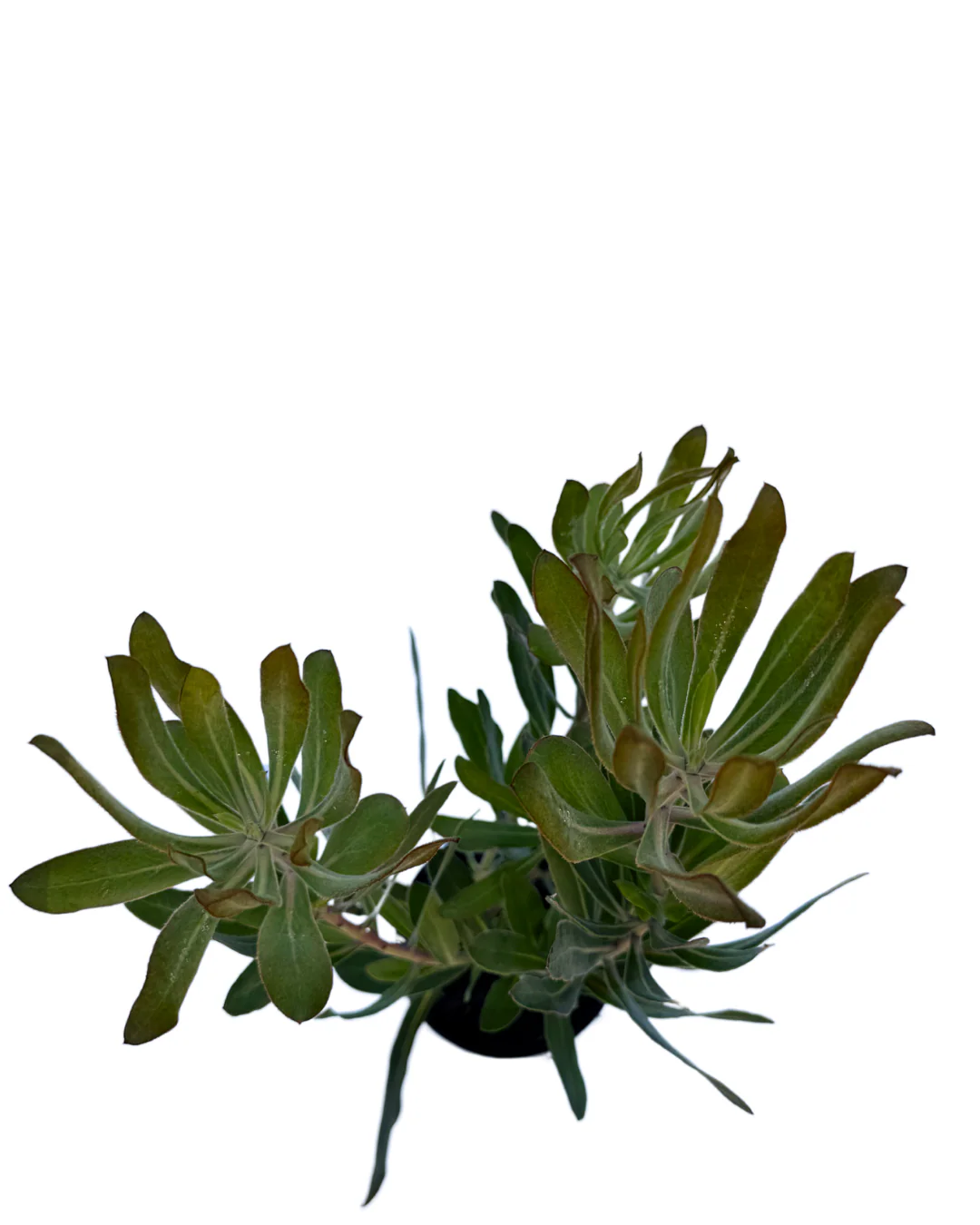 Protea Red Ice - Image 3