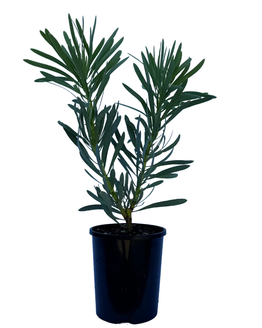 Protea Repens x Aristata Venus - Image 2