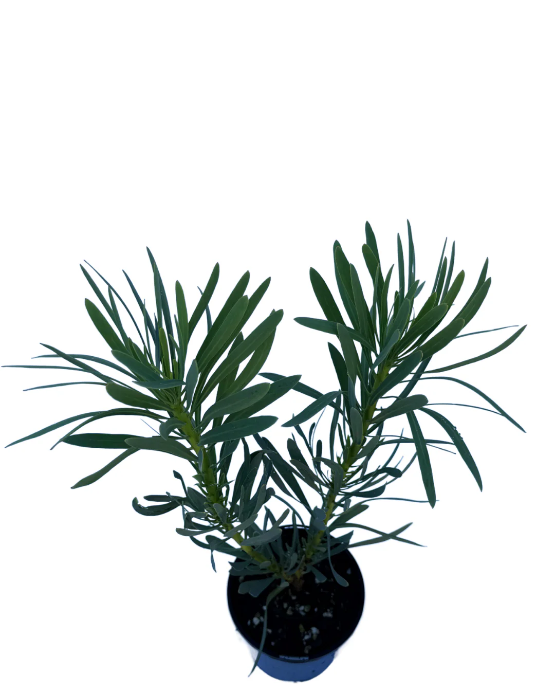 Protea Repens x Aristata Venus - Image 3