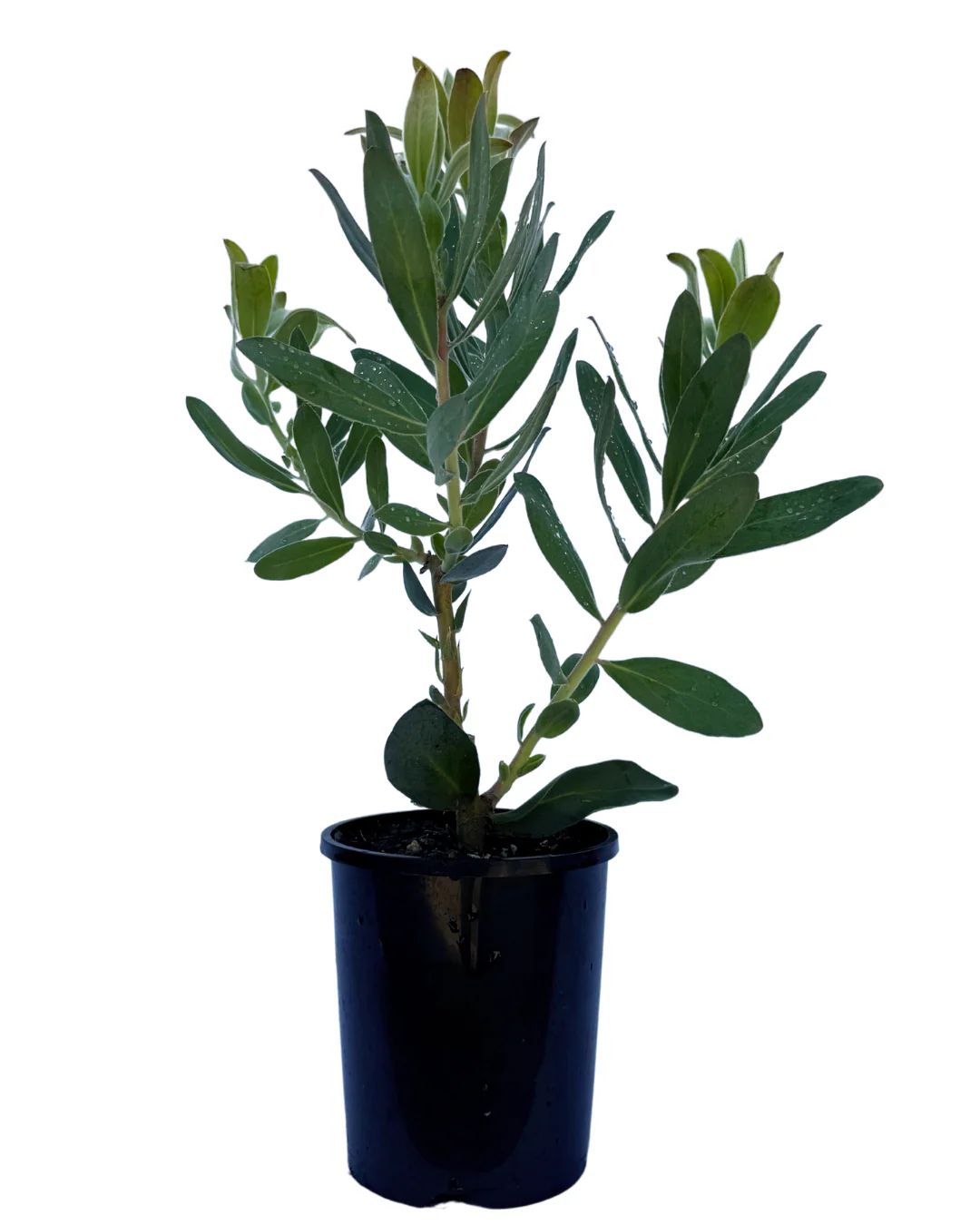 Protea Susara - Image 2