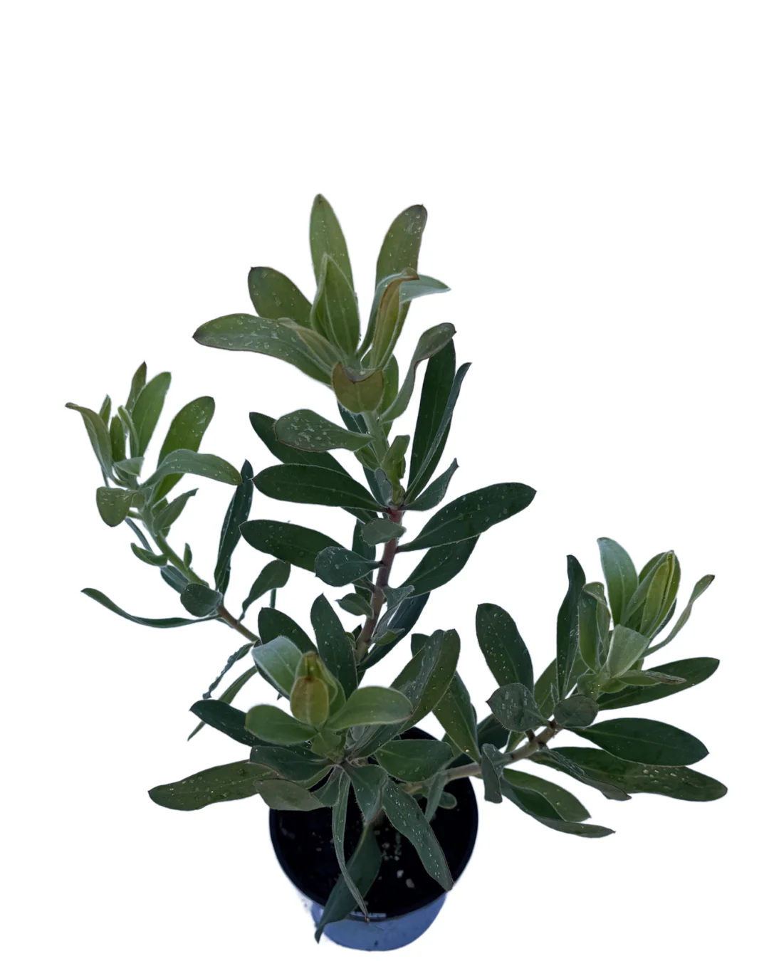Protea Susara - Image 3