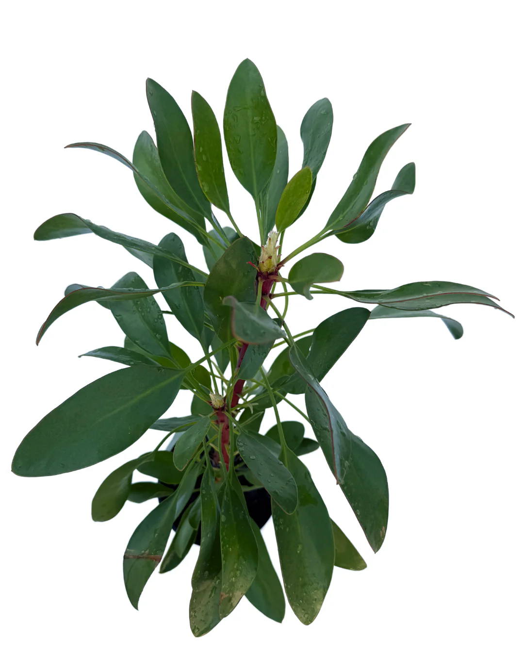 Protea White King - Image 2