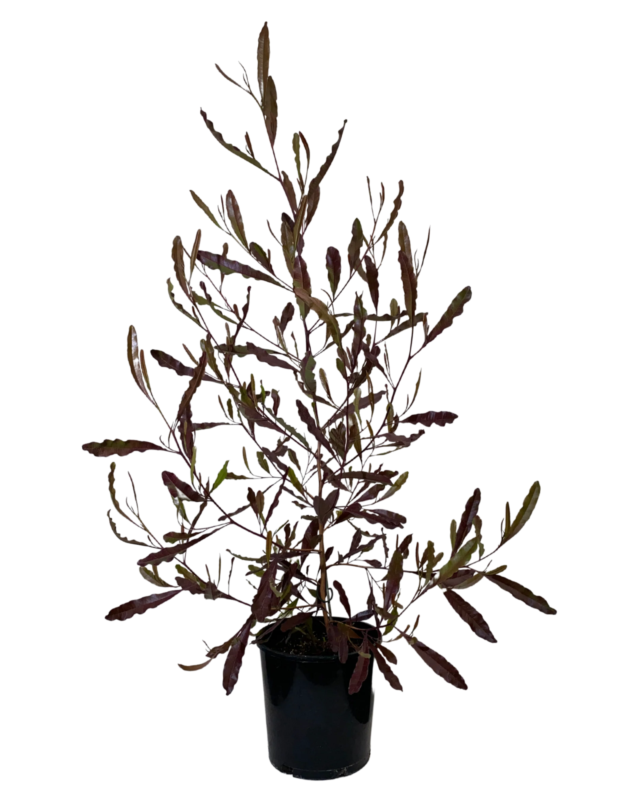 Dodonaea Viscosa Purpurea