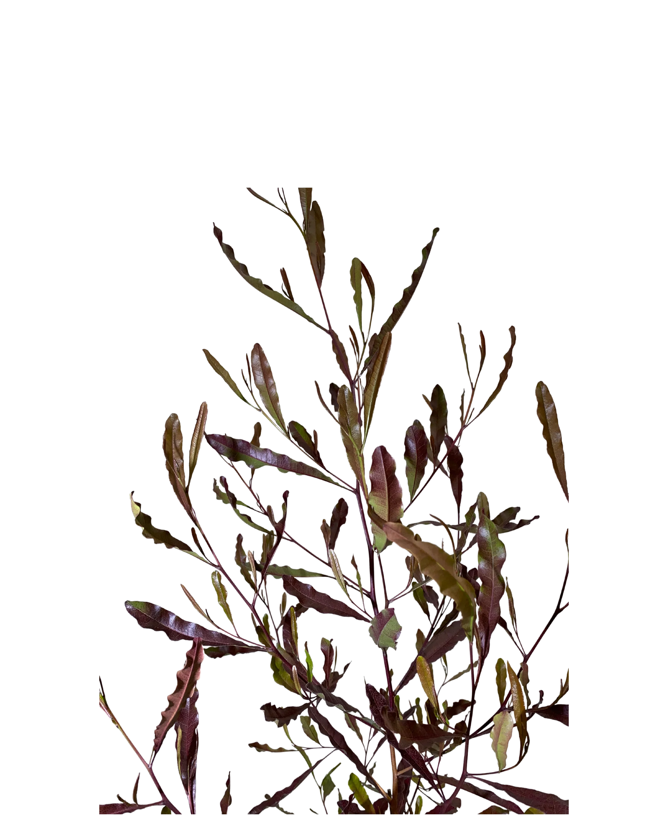 Dodonaea Viscosa Purpurea - Image 2