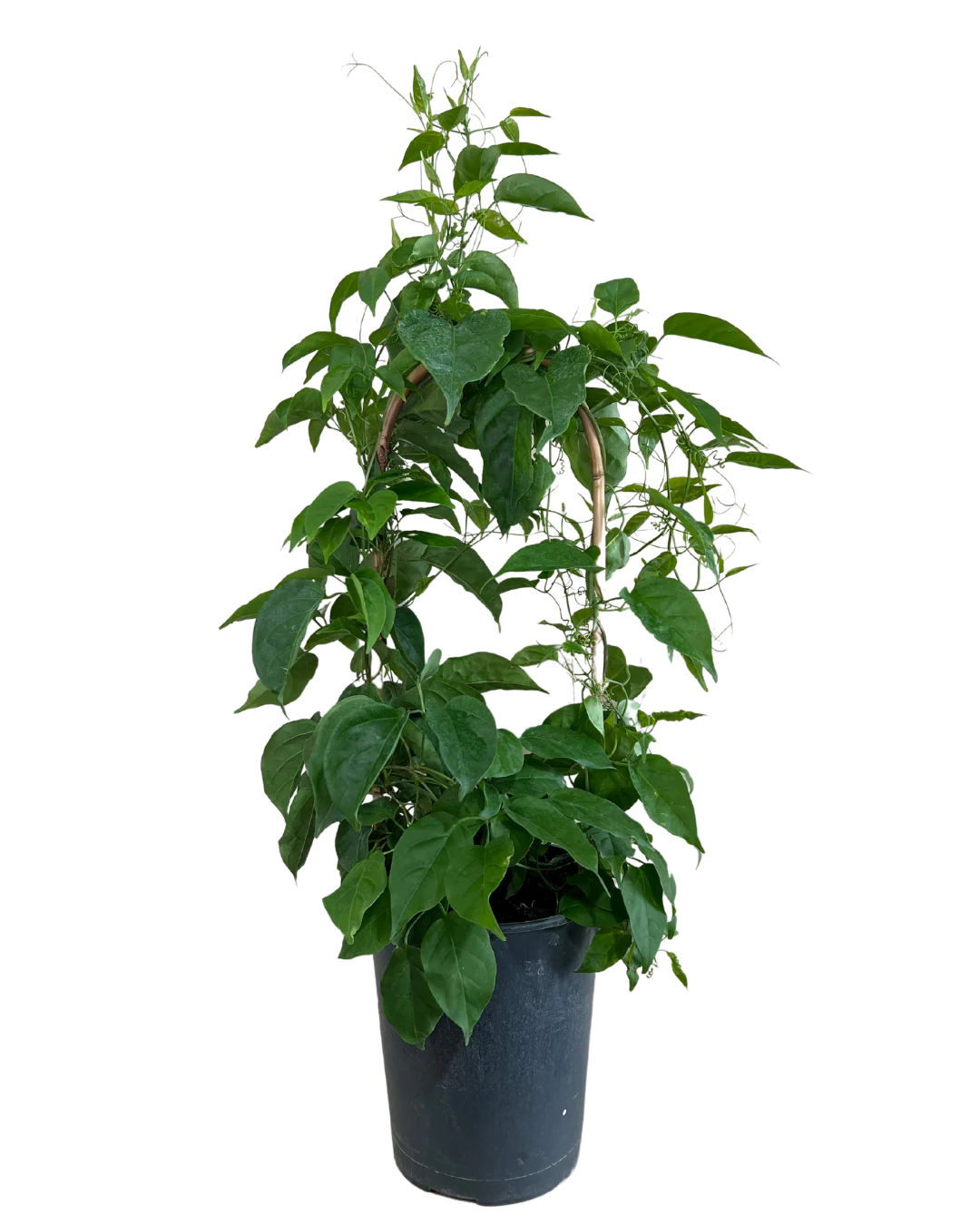 Pyrostegia Ignea