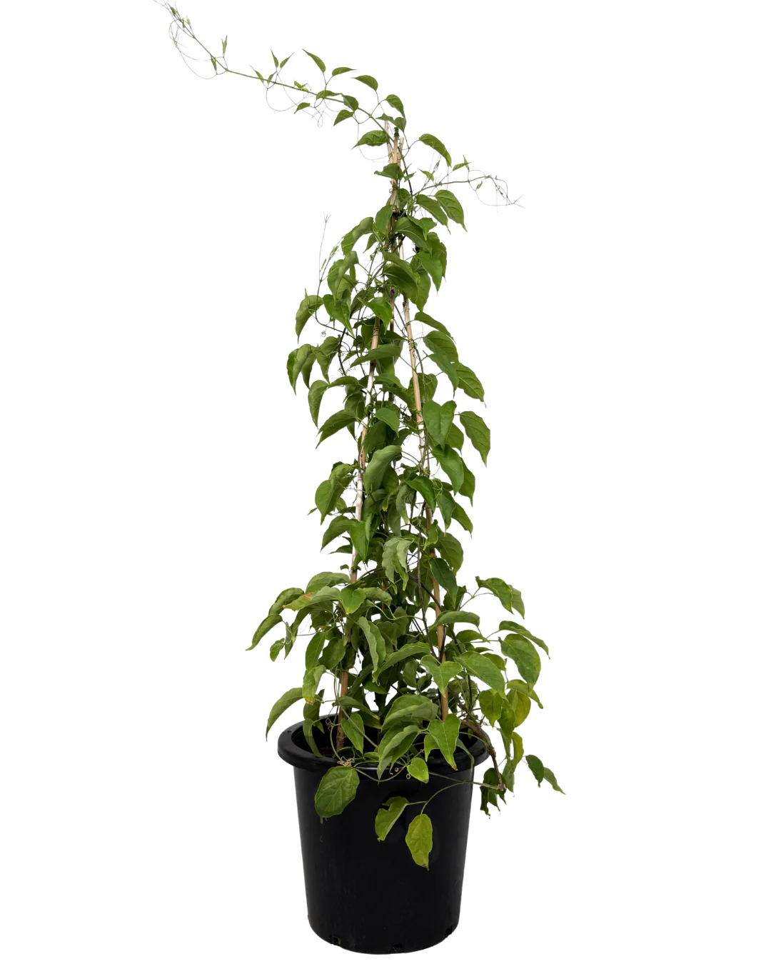 Pyrostegia Ignea