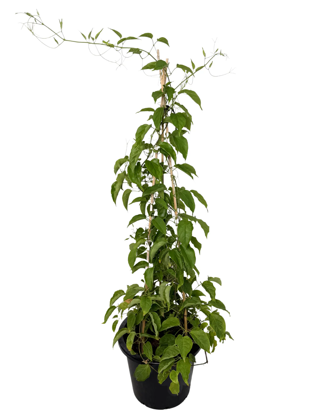 Pyrostegia Ignea - Image 2