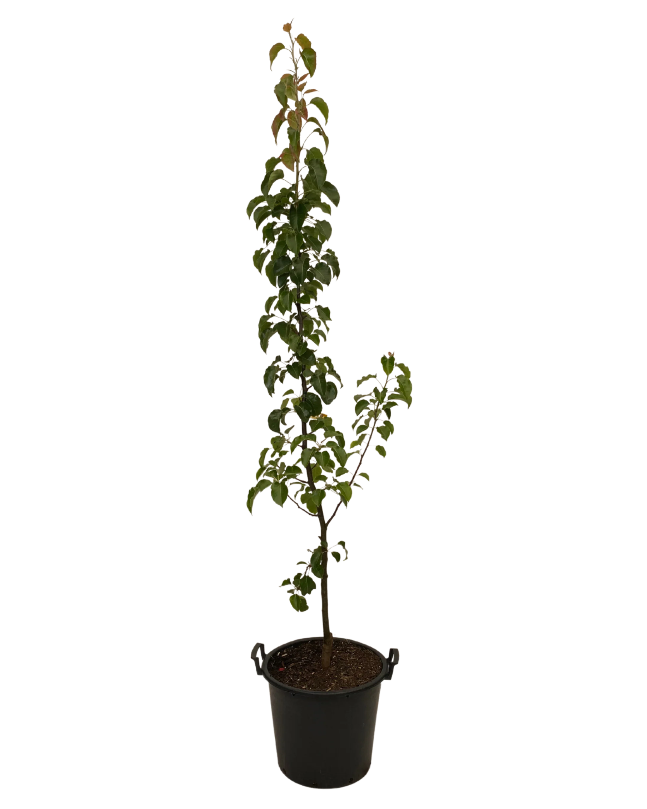 Ornamental Pear - Pyrus Capital