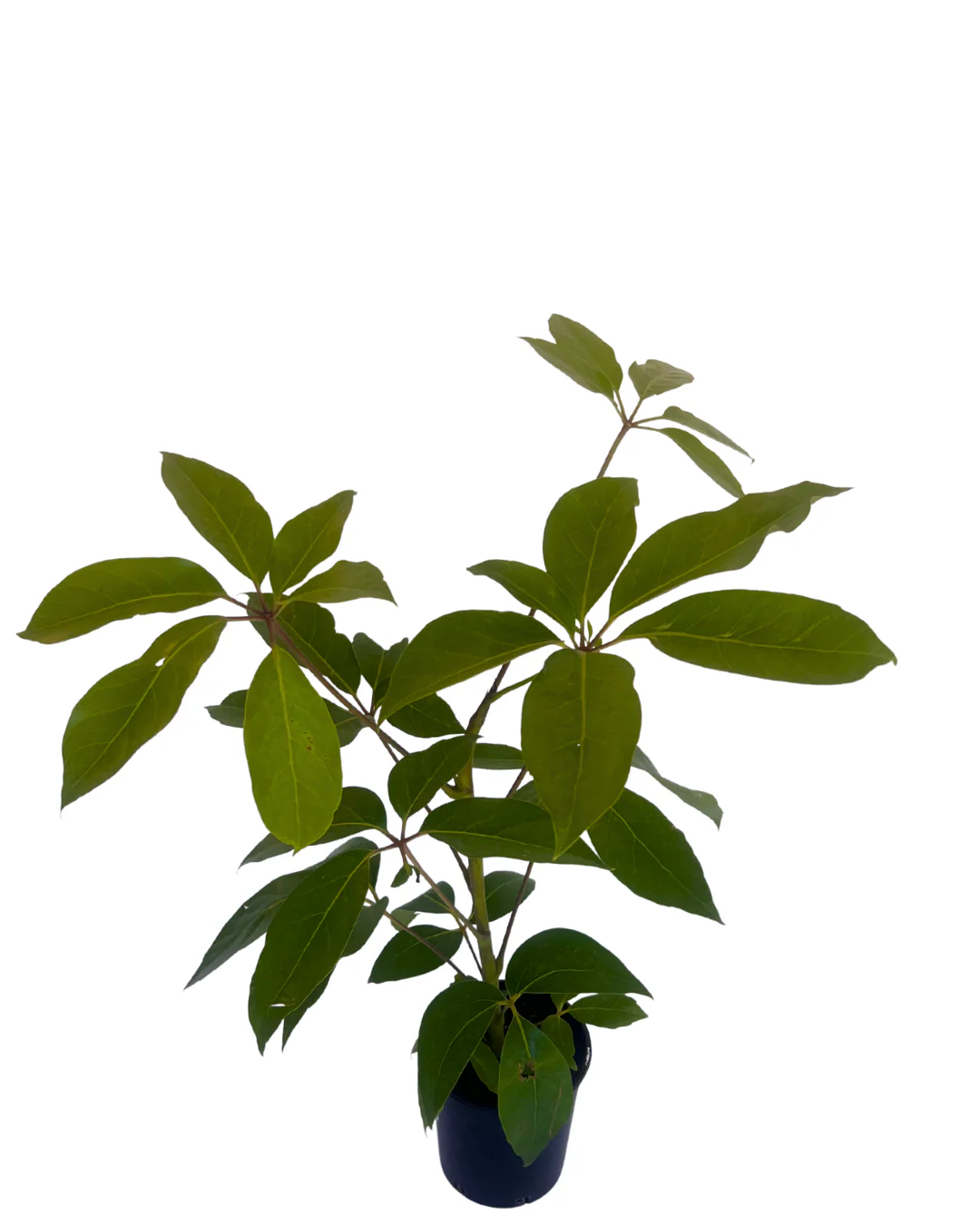 Queensland Umbrella Tree - Schefflera Amate - Image 2