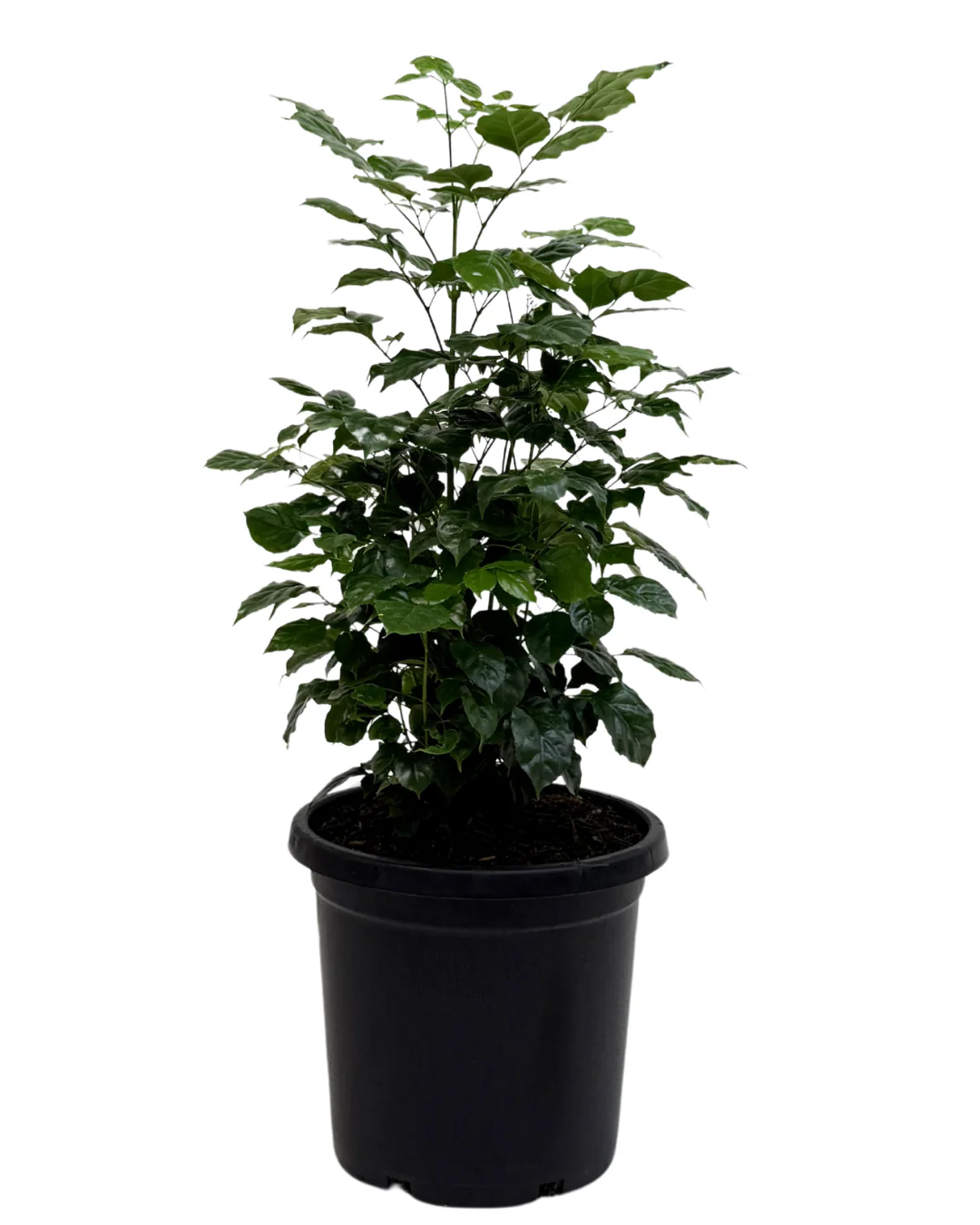 Radermachera Compacta