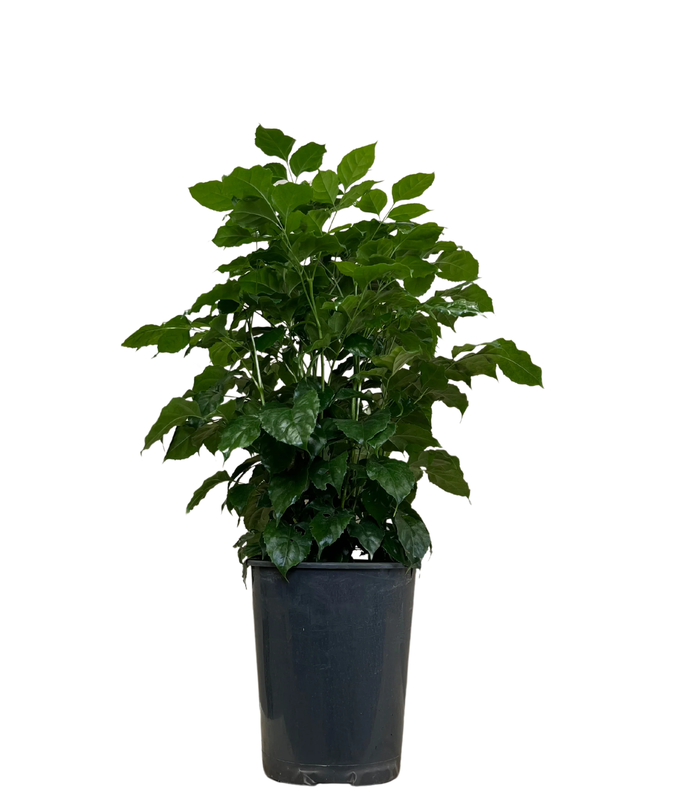 Radermachera Jade Jewel