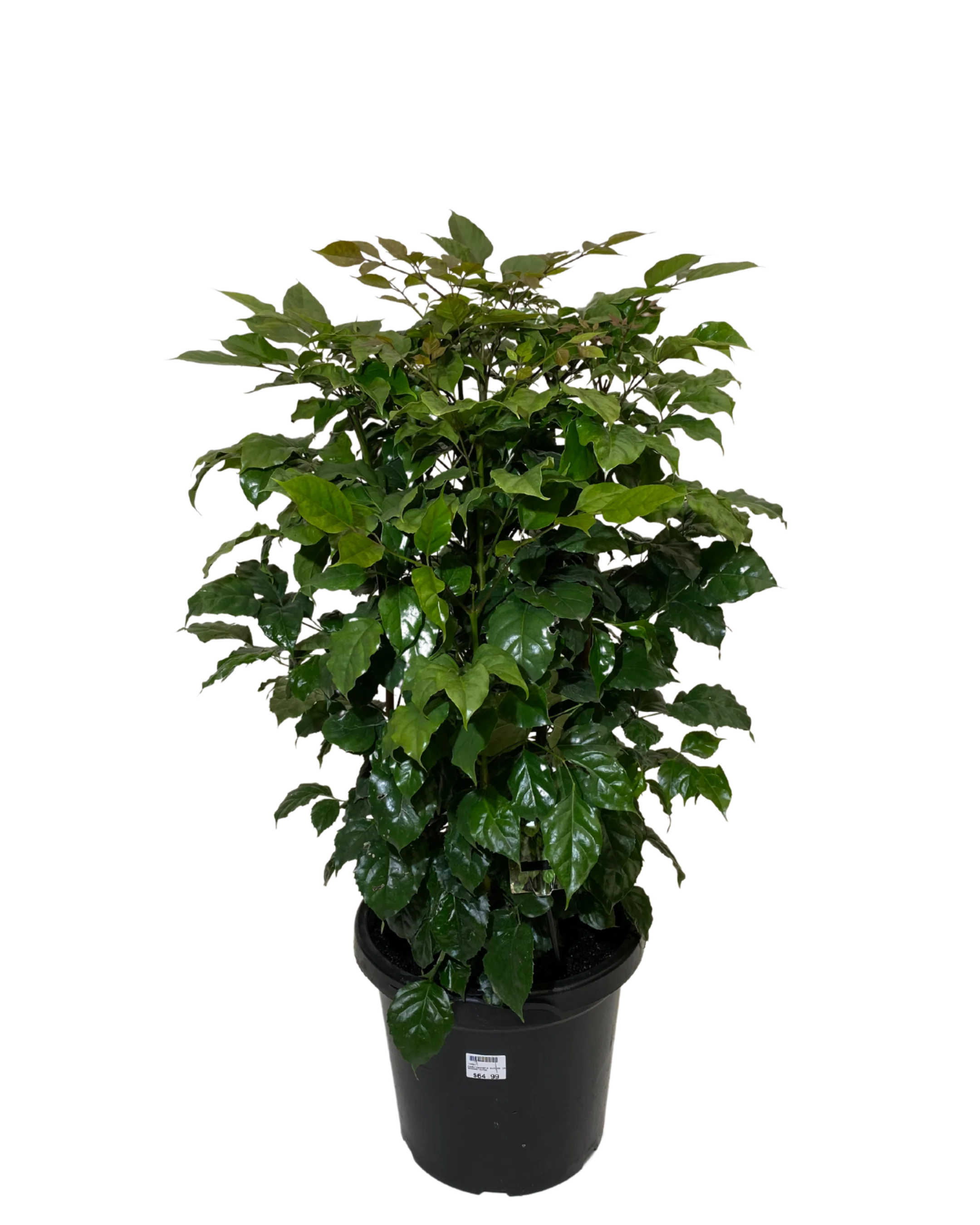 Radermachera Jade Jewel