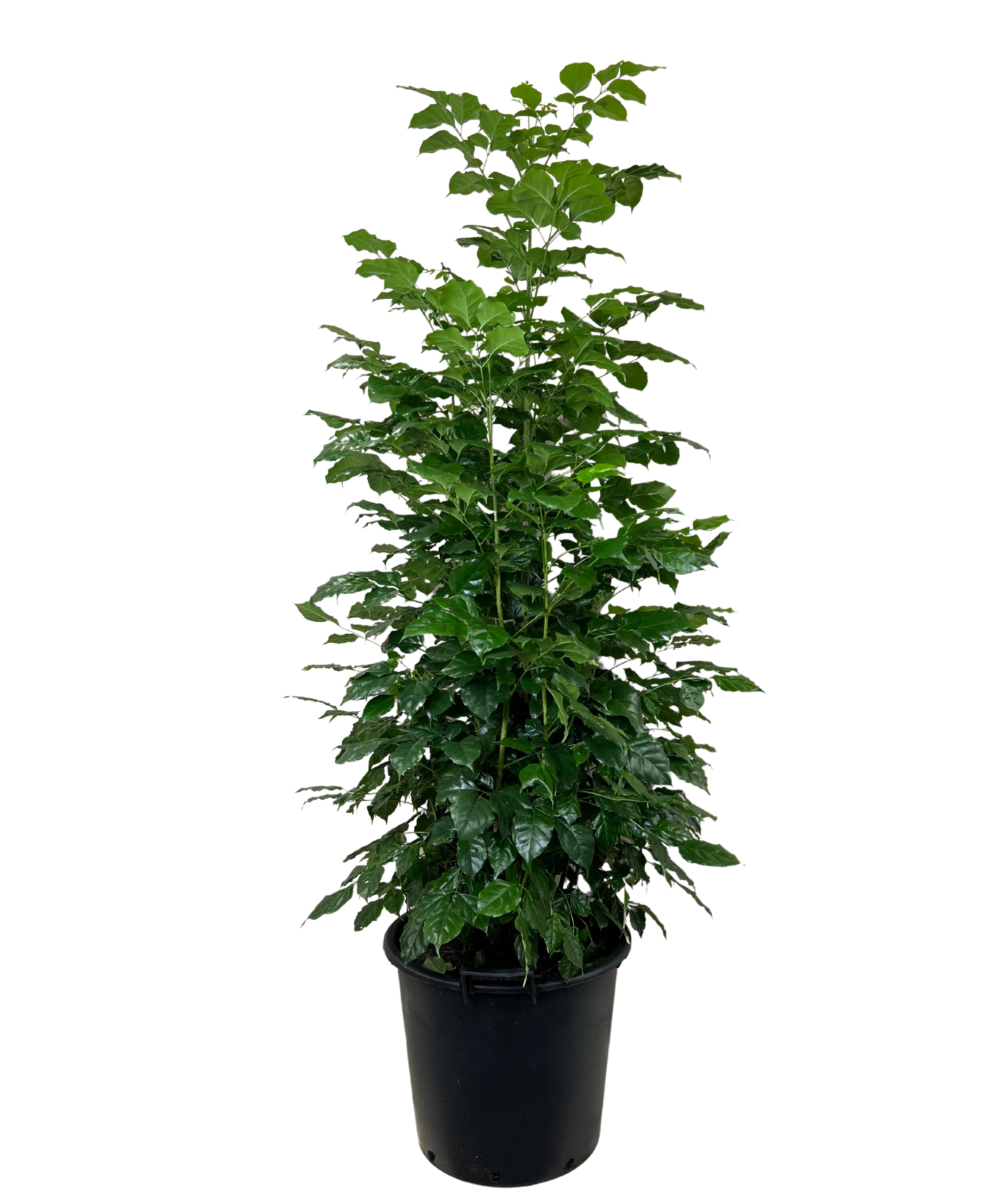 Radermachera Jade Jewel