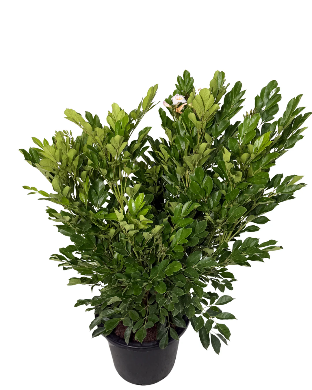 Radermachera Summer Scent - Image 2