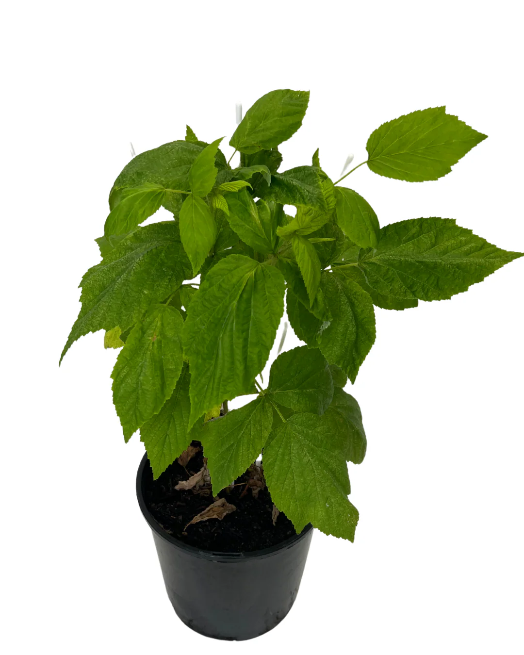 Raspberry Heritage - Image 2
