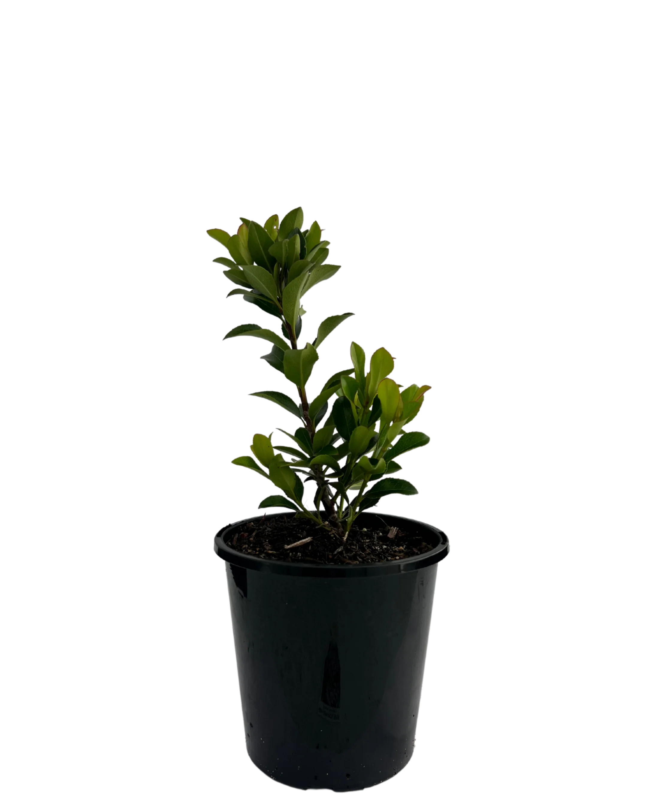 Rhaphiolepis Snow Maiden