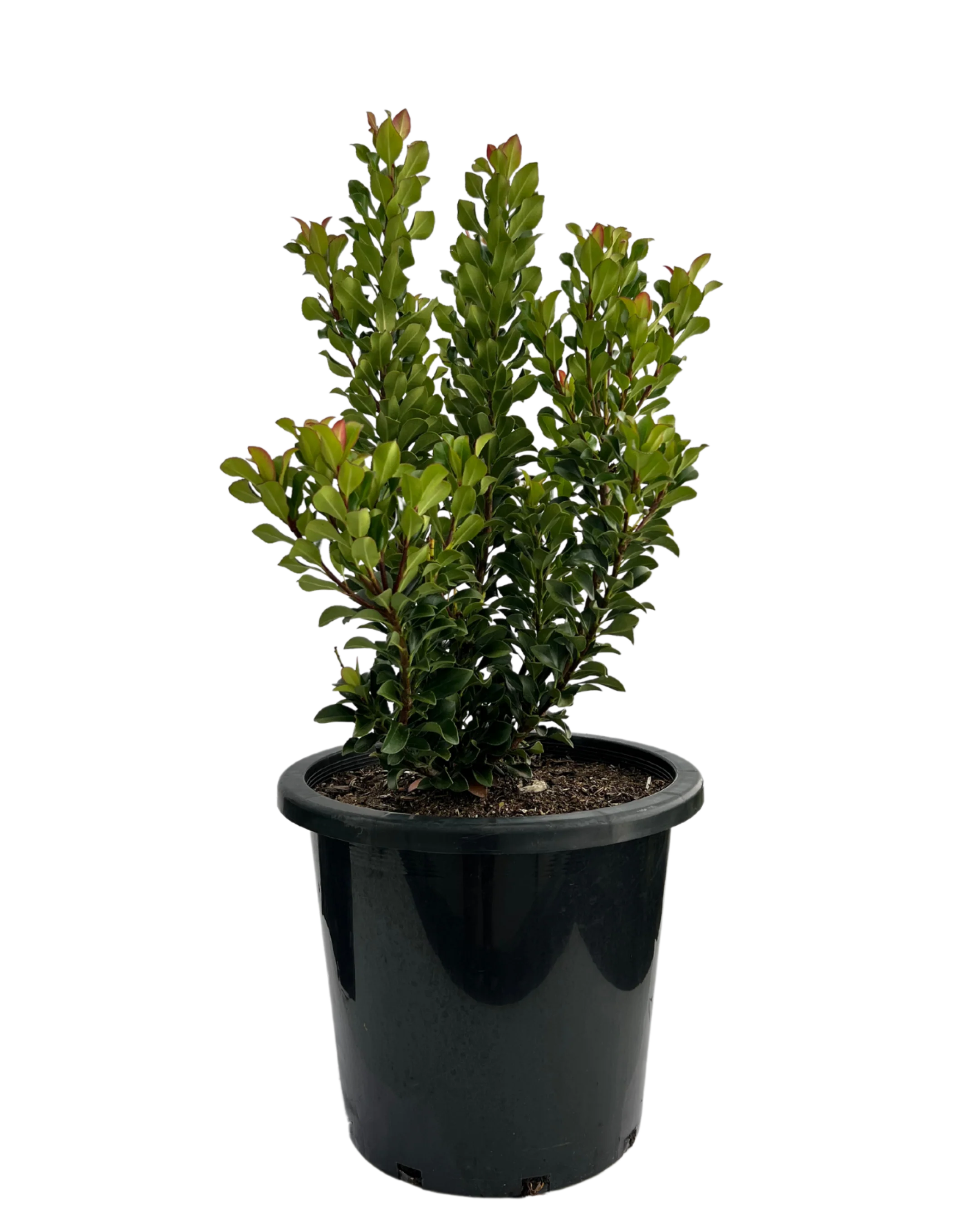 Rhaphiolepis Snow Maiden