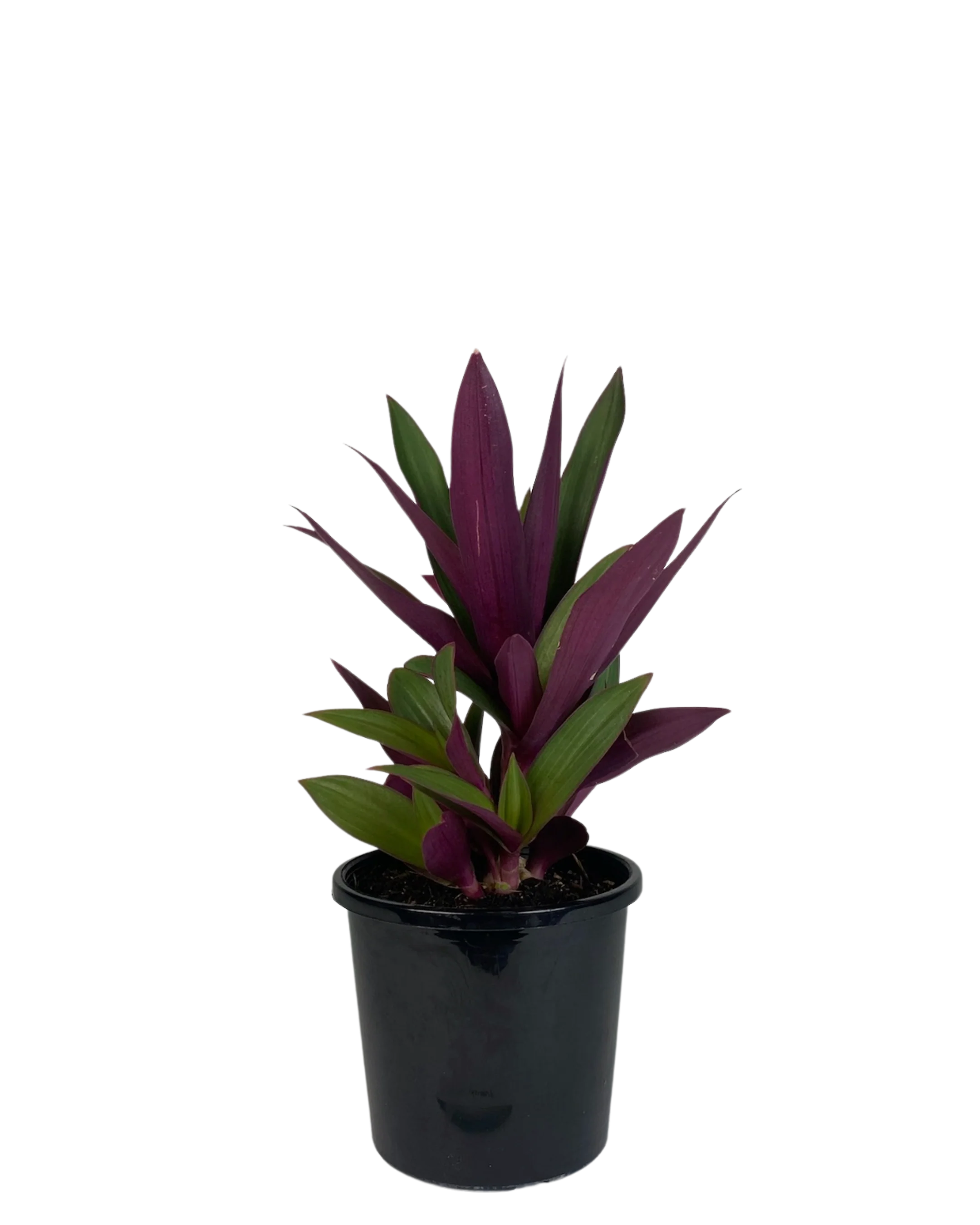 Rhoeo Discolor