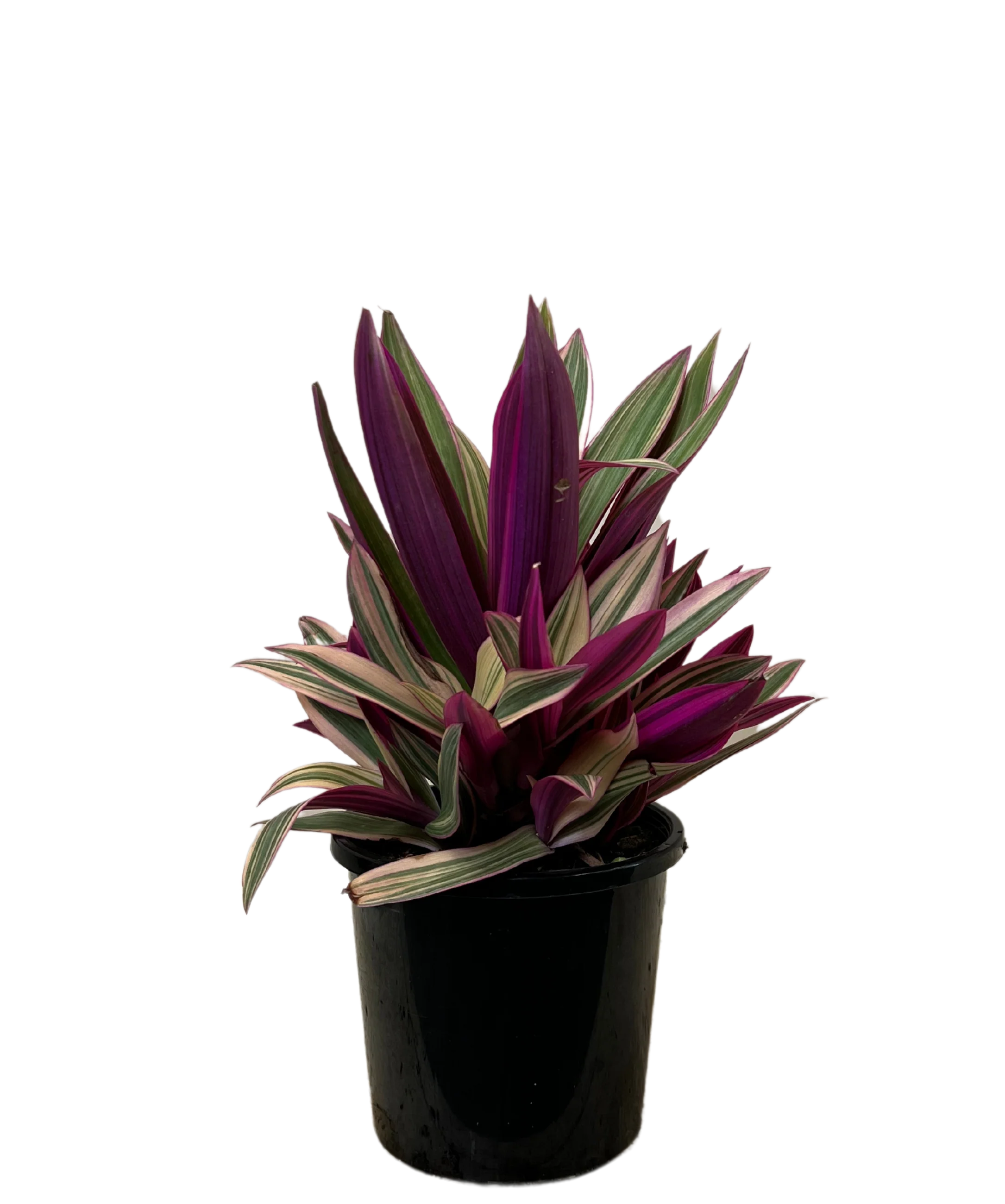 Rhoeo Pink Stripe
