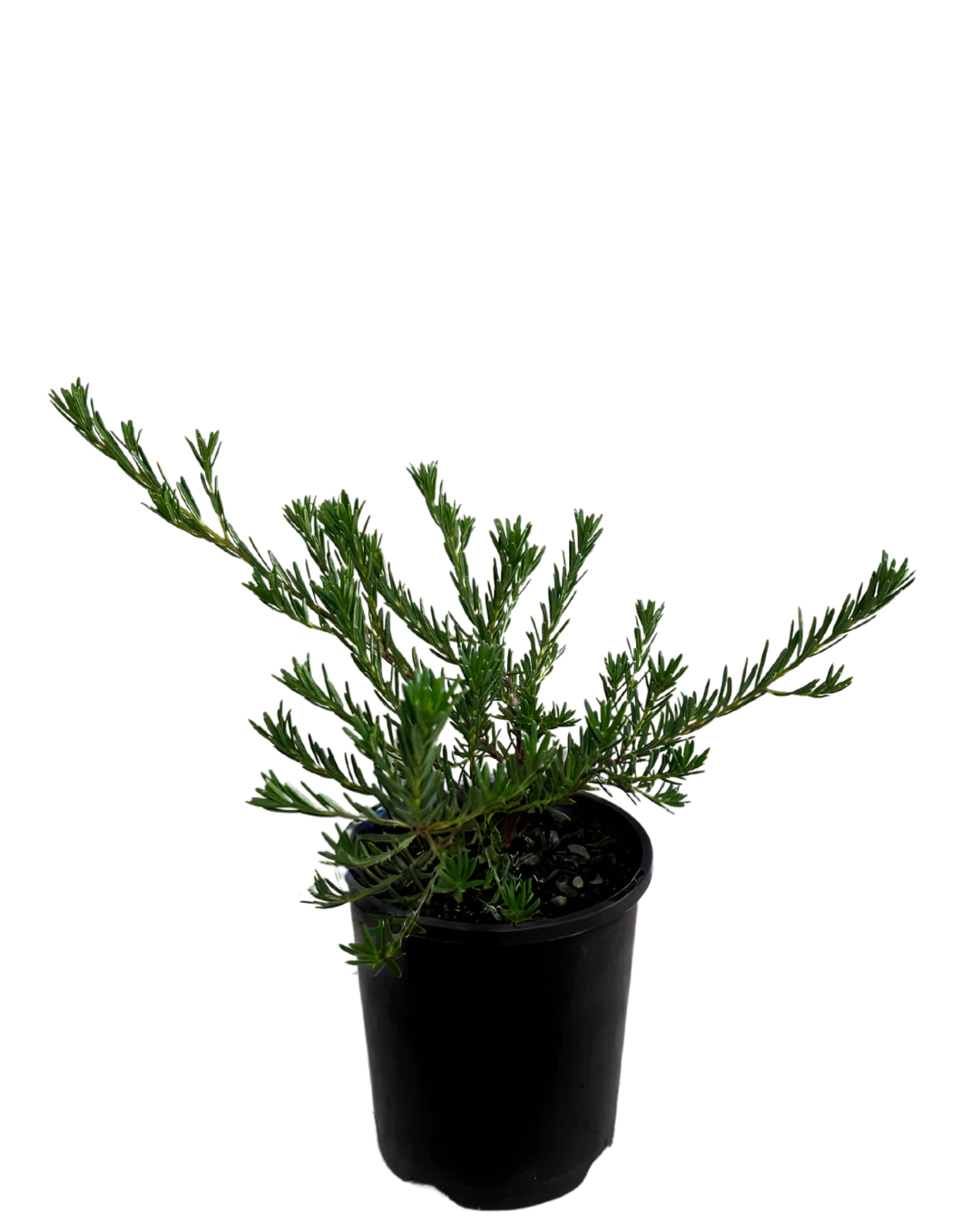 Ricinocarpos Cyanescens - Dwarf Little Bride