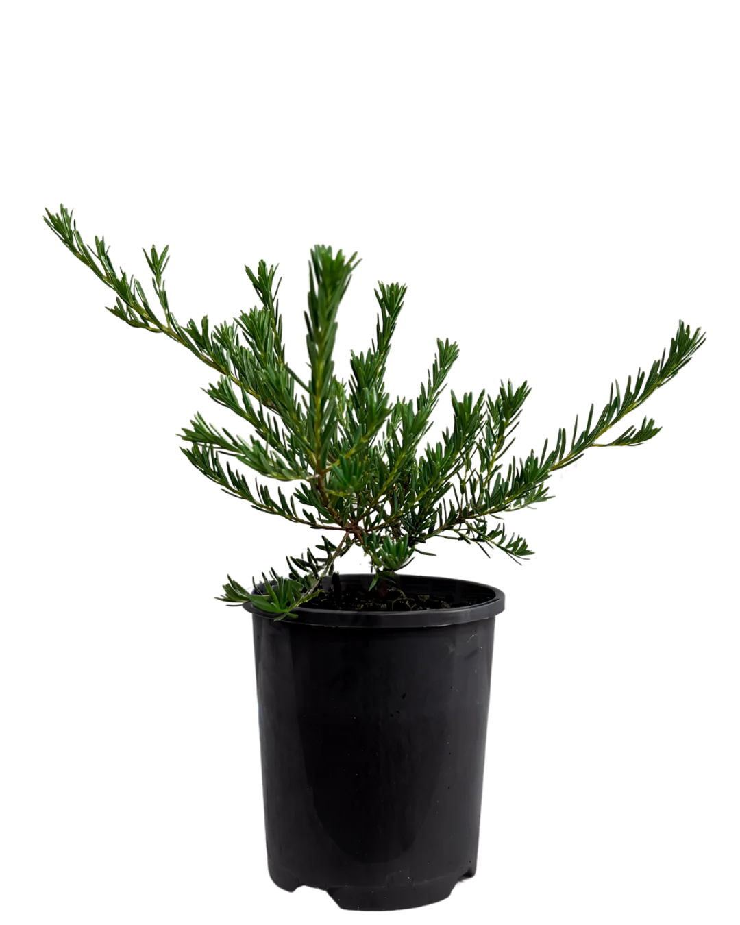 Ricinocarpos Cyanescens - Dwarf Little Bride - Image 2