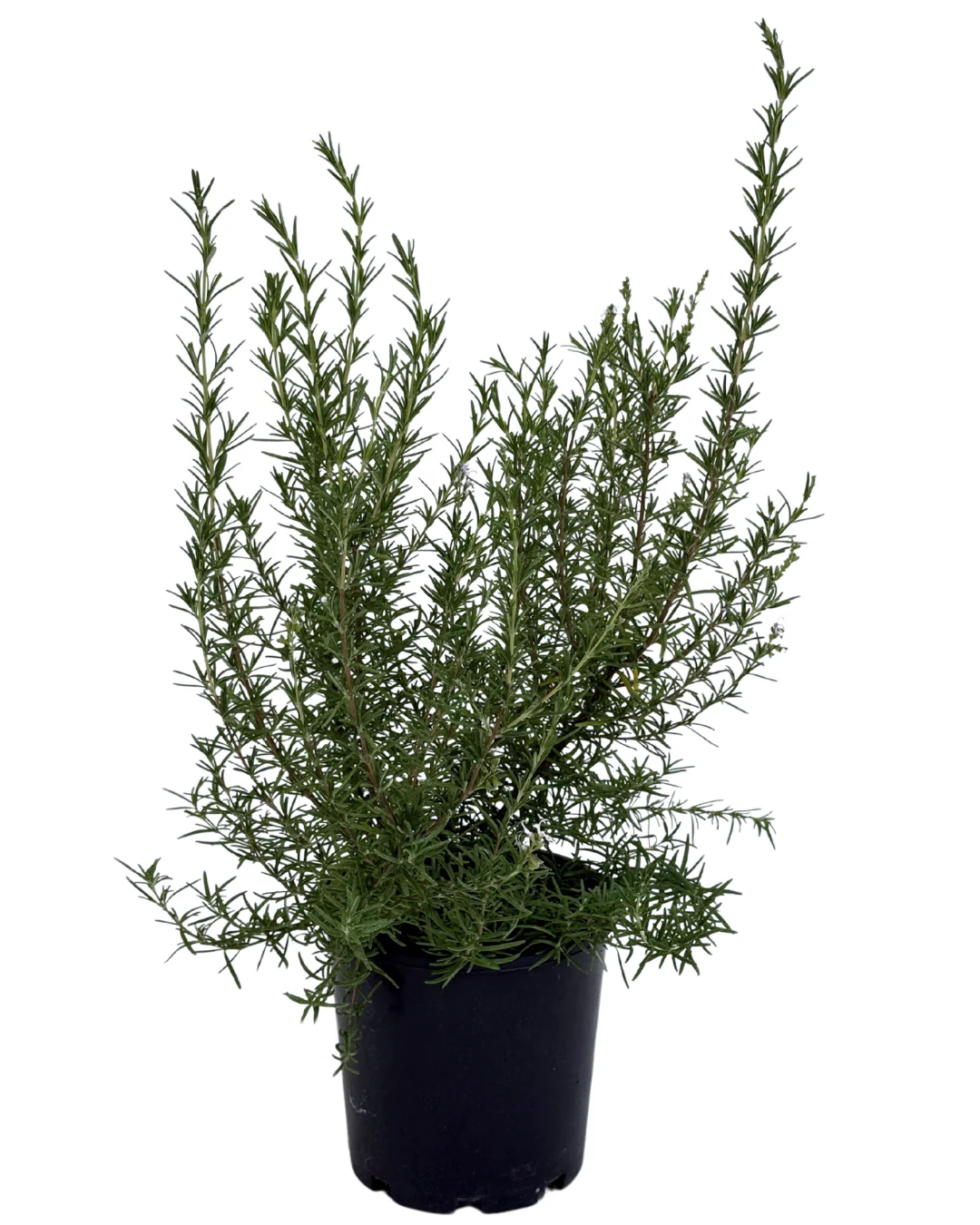 Rosmarinus Pink