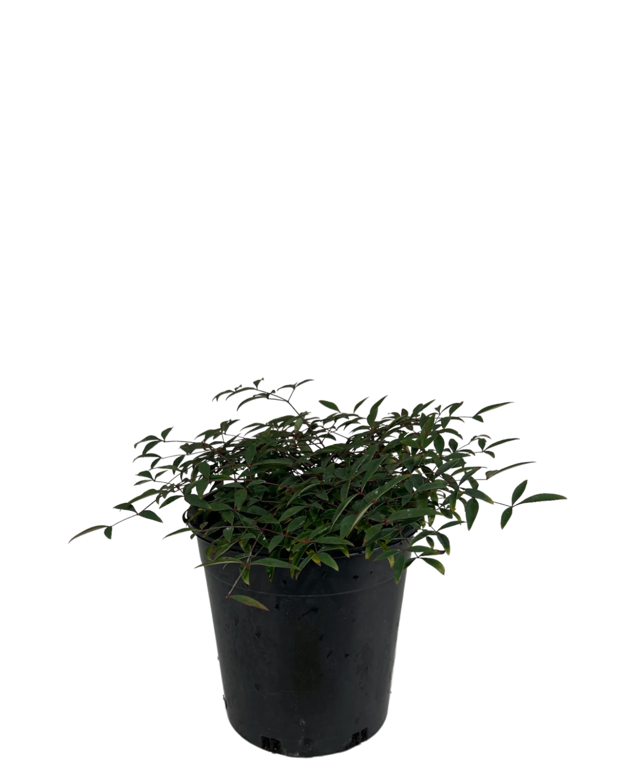 Nandina Domestica Flirt