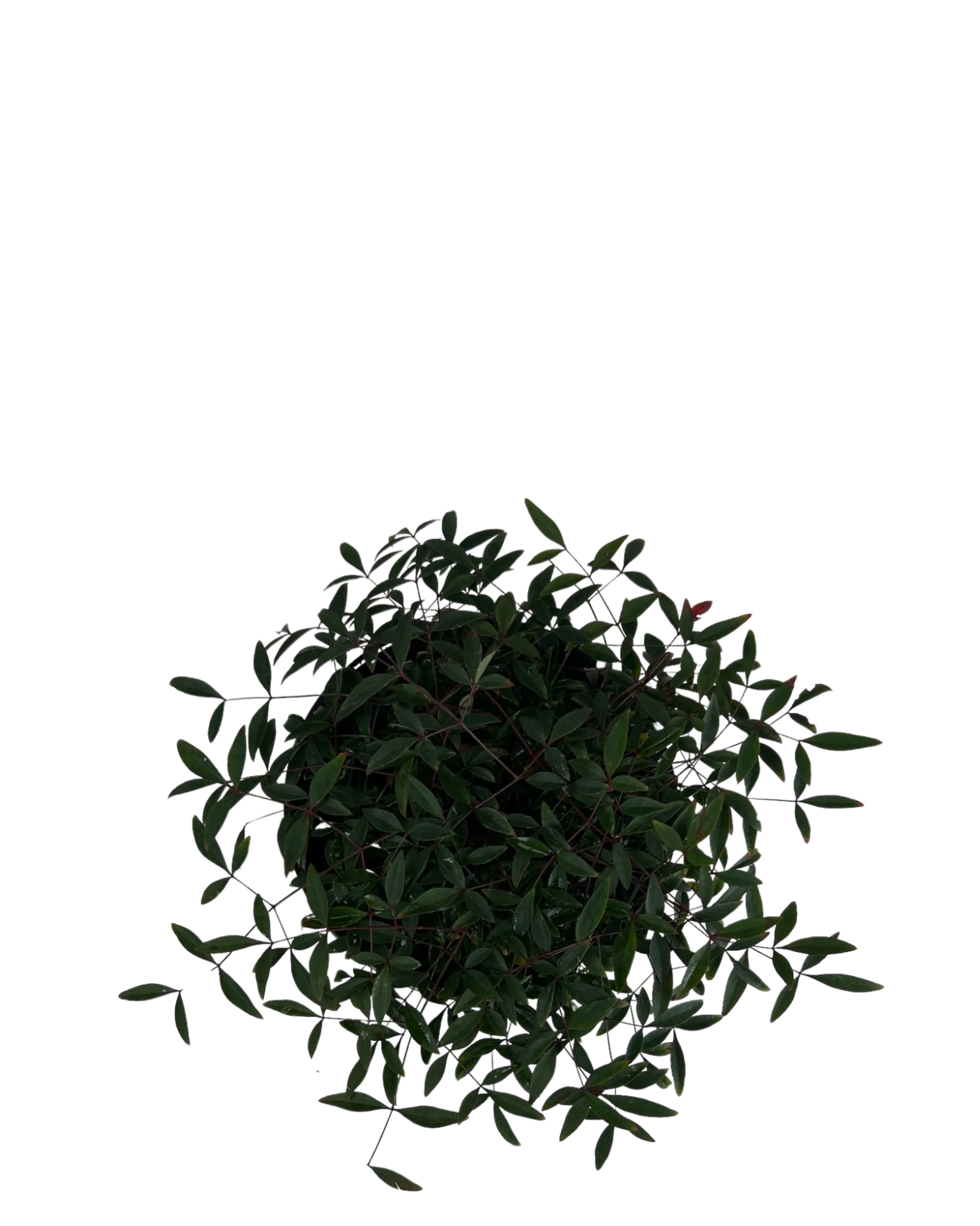 Nandina Domestica Flirt - Image 2