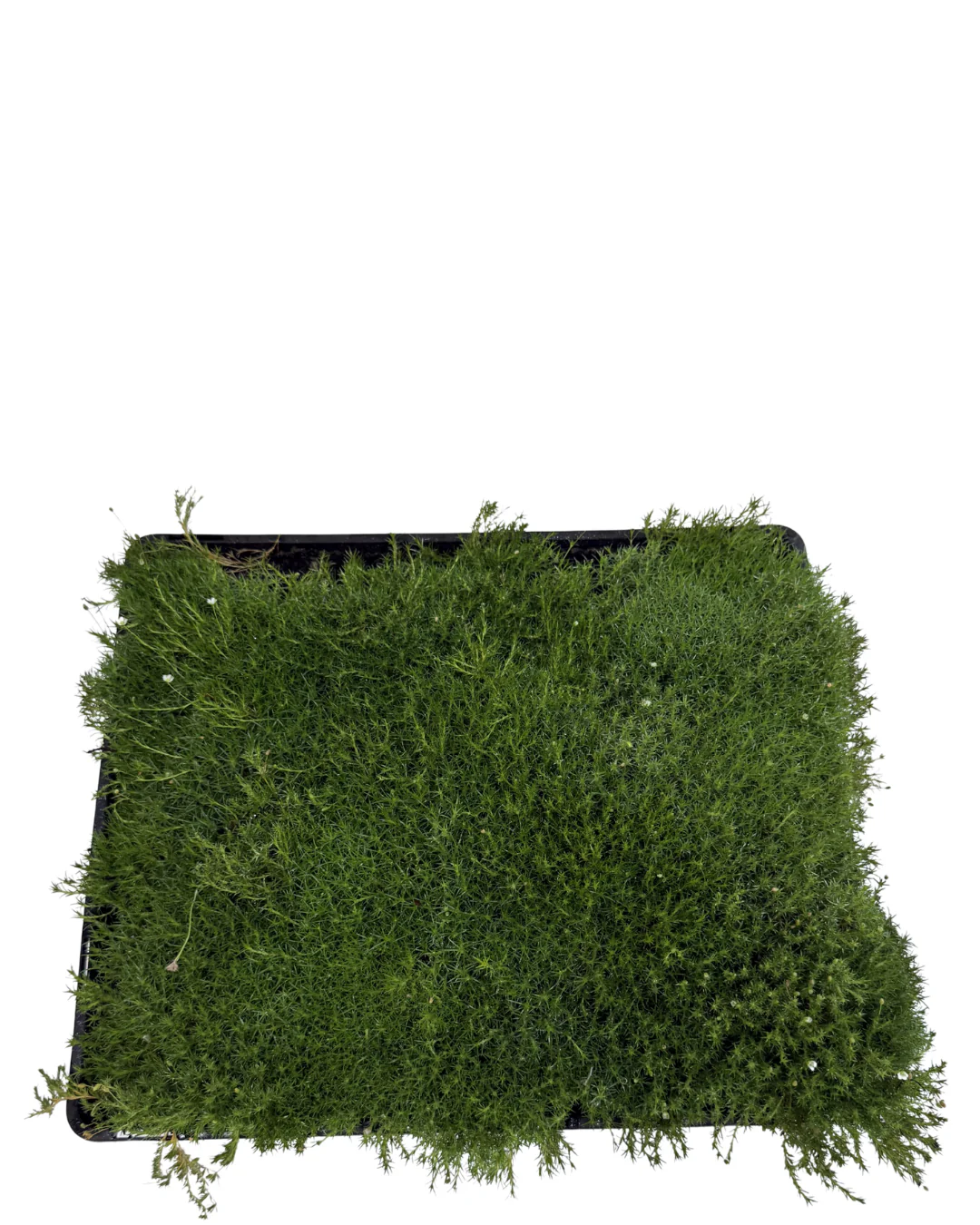 Sagina - Tray - Image 2