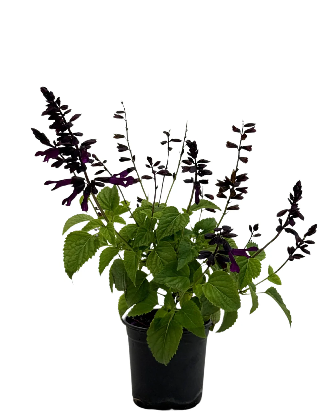 Salvia Plum Crazy