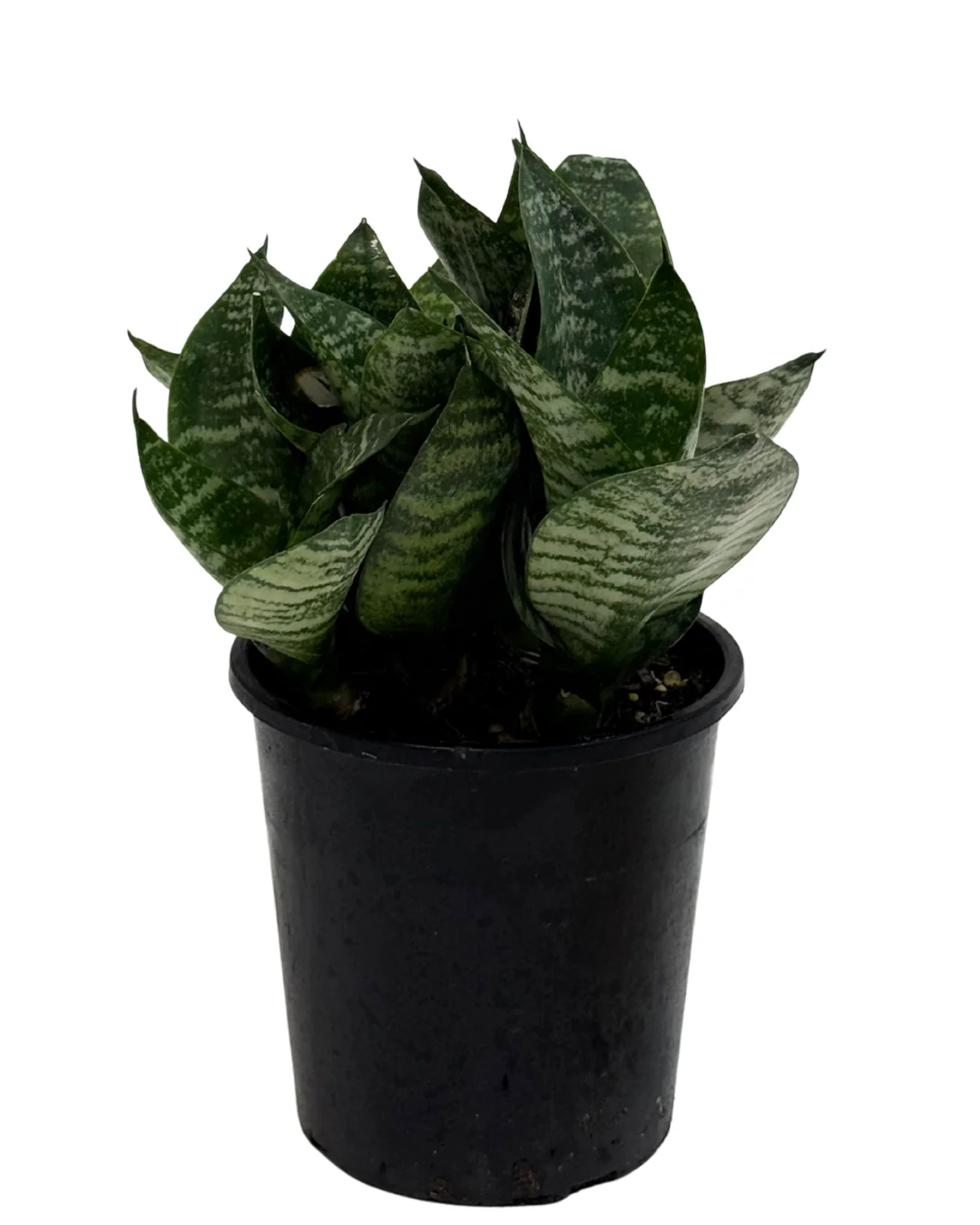 Sansevieria Hahnii