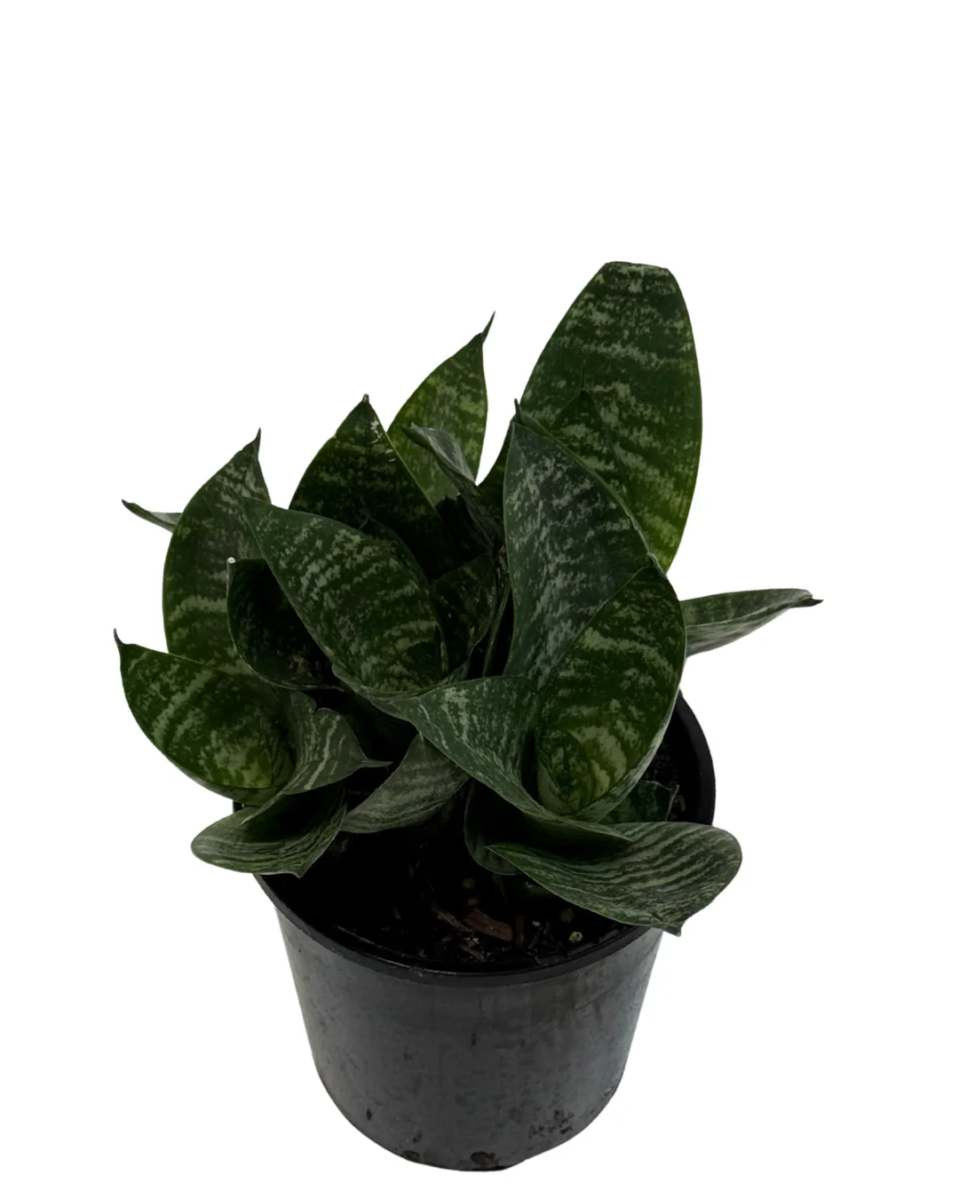 Sansevieria Hahnii - Image 2
