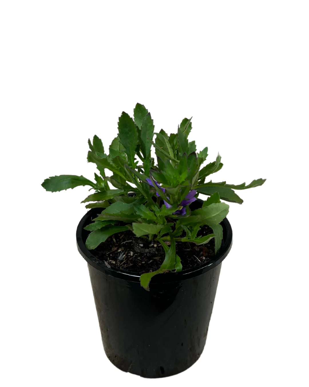 Scaevola Aussie Salute - Image 2