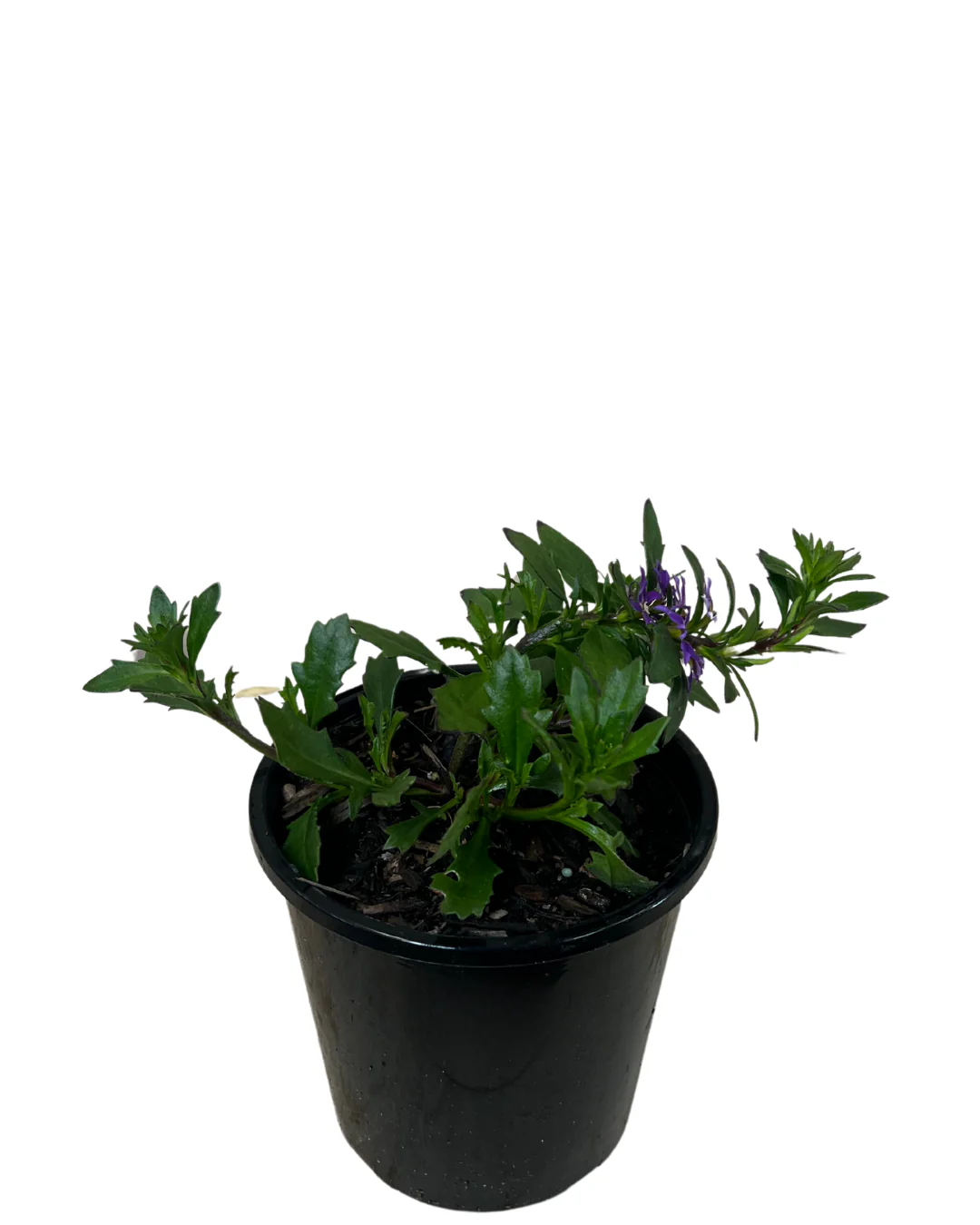 Scaevola Bondi Blue - Image 2
