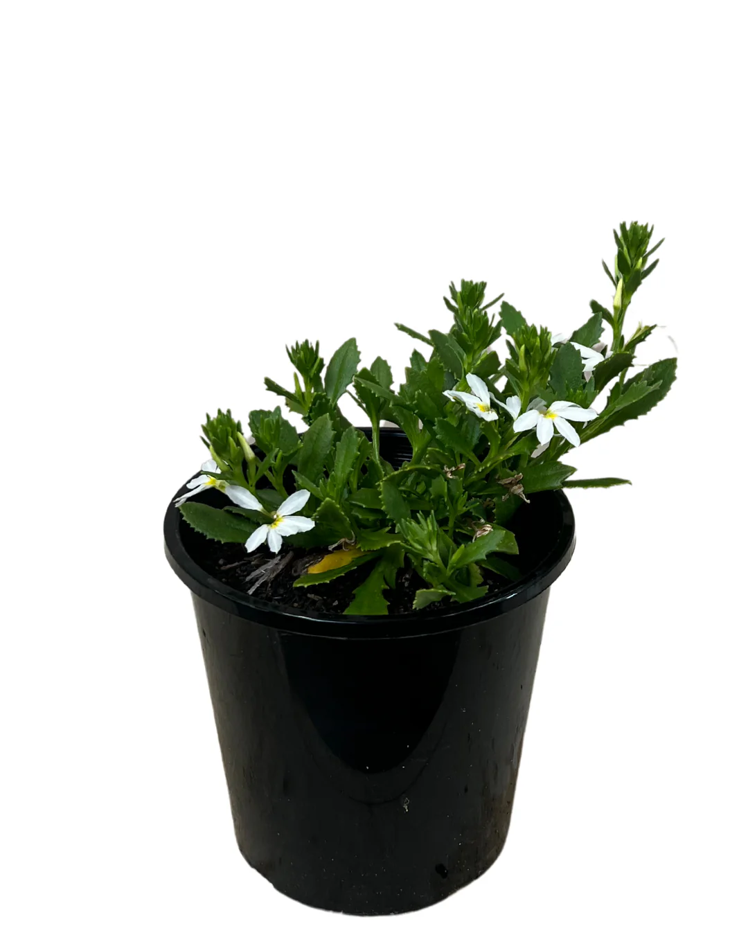 Scaevola Fairy White - Image 2