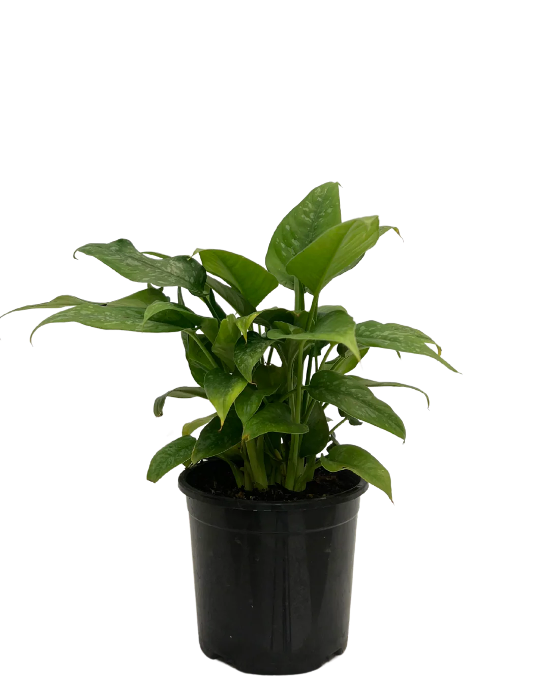 Schismatoglottis Spotty