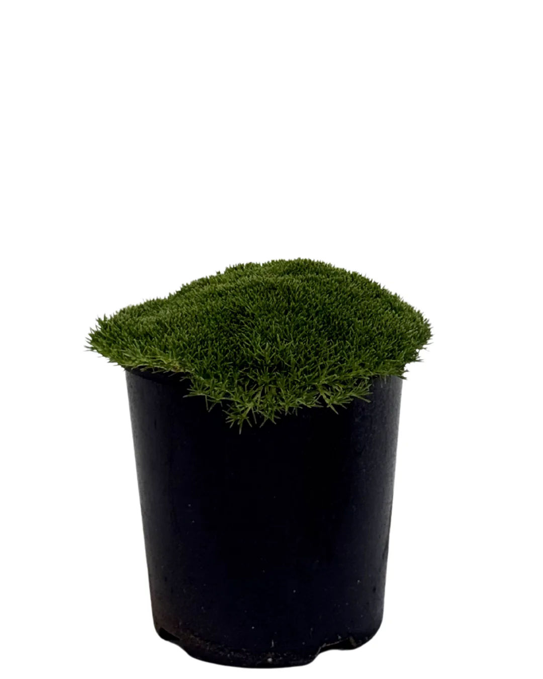 Scleranthus Lime Lava