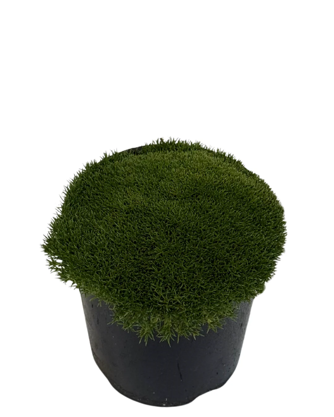 Scleranthus Lime Lava - Image 2