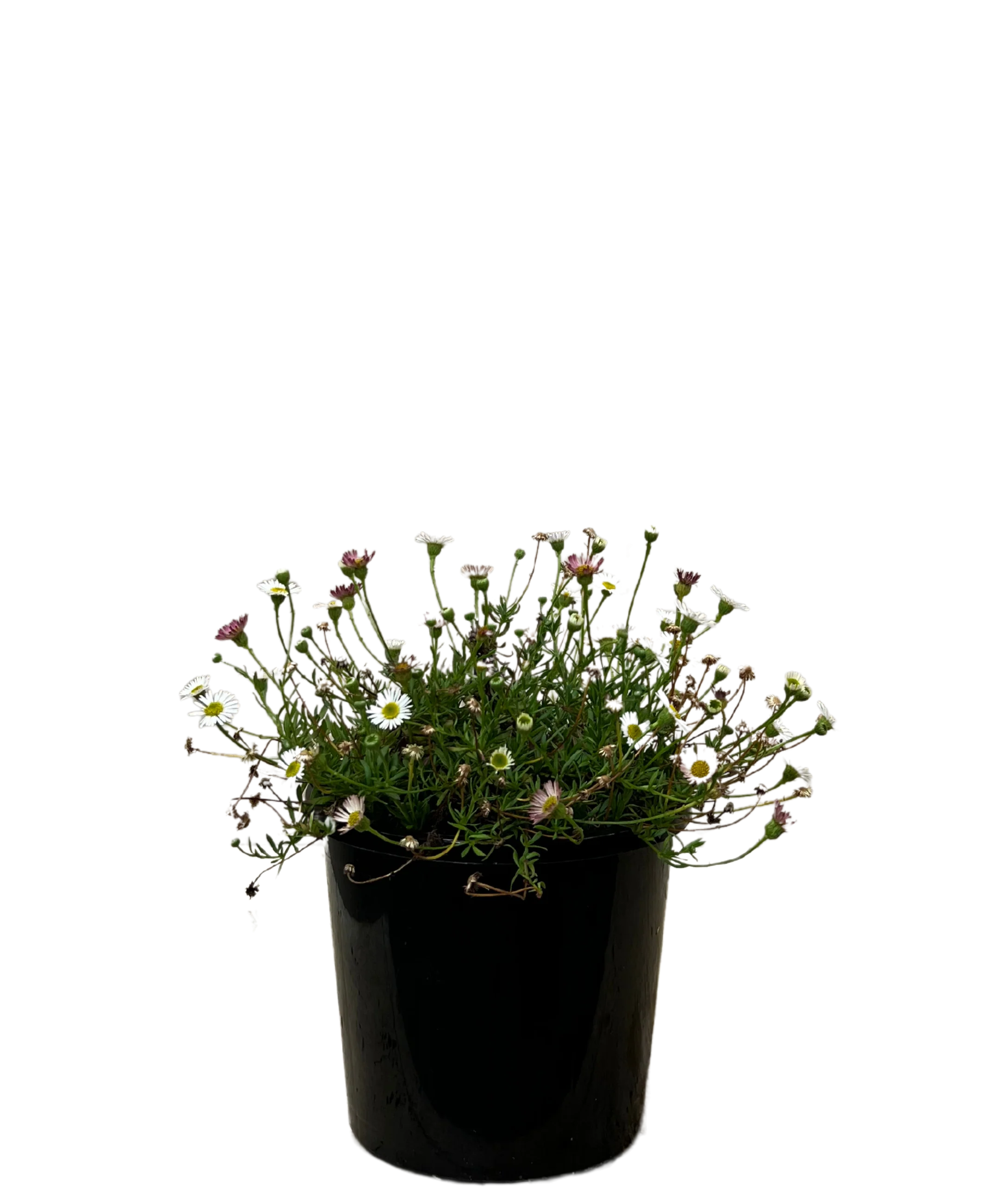 Seaside Daisy - Erigeron Spindrift