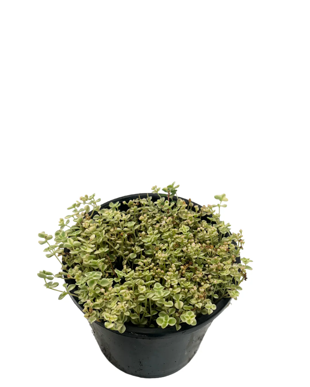 Sedum Little Missy - Image 2
