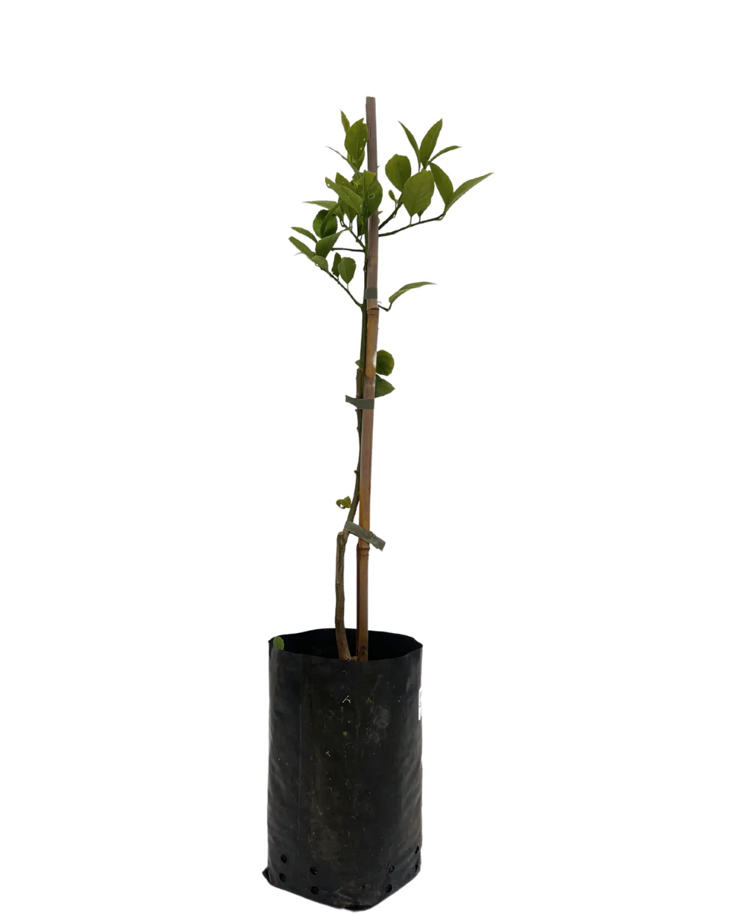 Lemon - Meyer Semi-Dwarf