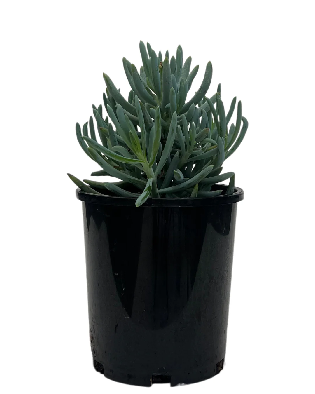 Senecio Blue Chalk Sticks